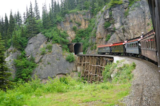 A train traveling through a lush green forest