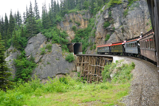A train traveling through a lush green forest