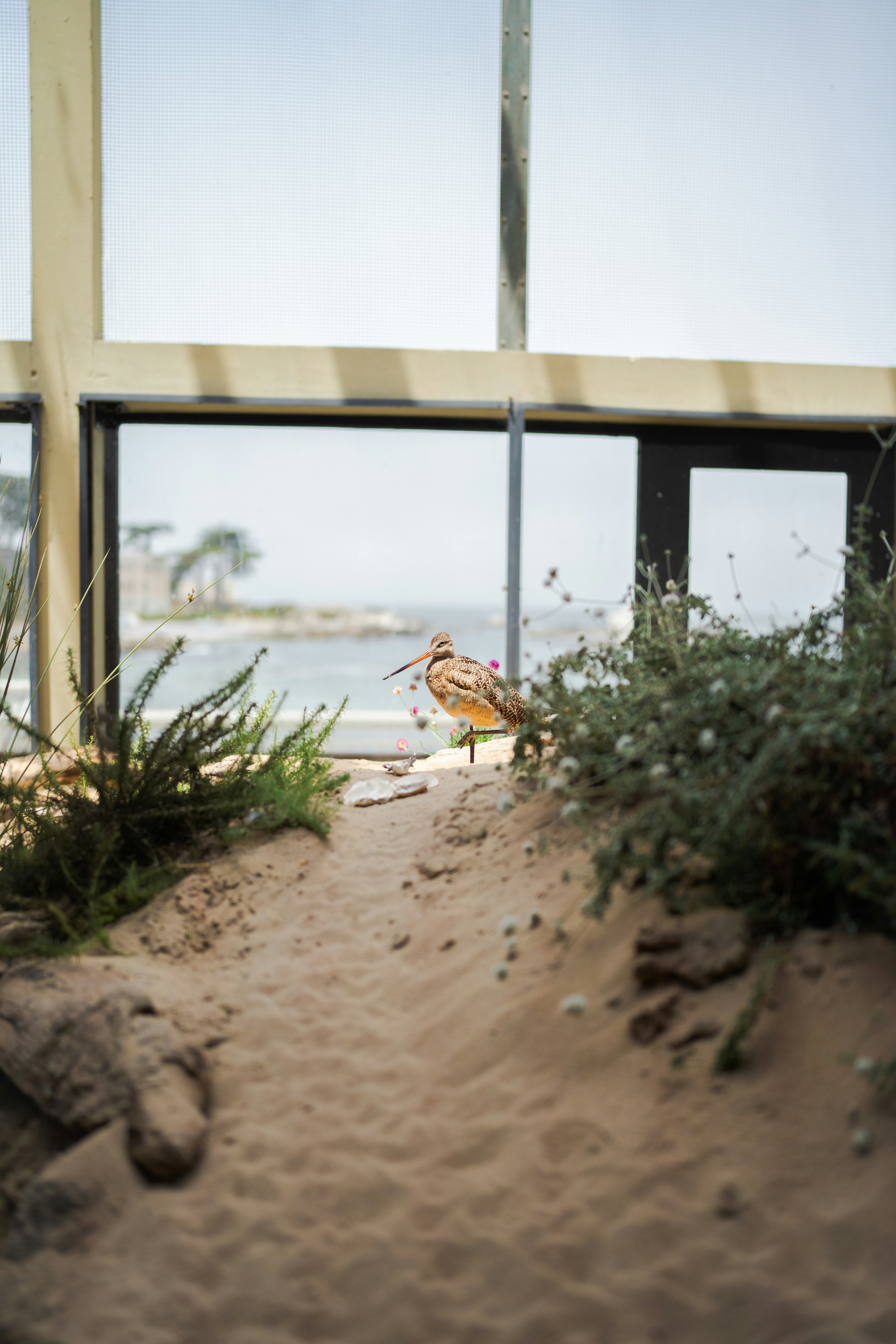 Um pássaro sentado no topo de uma praia arenosa