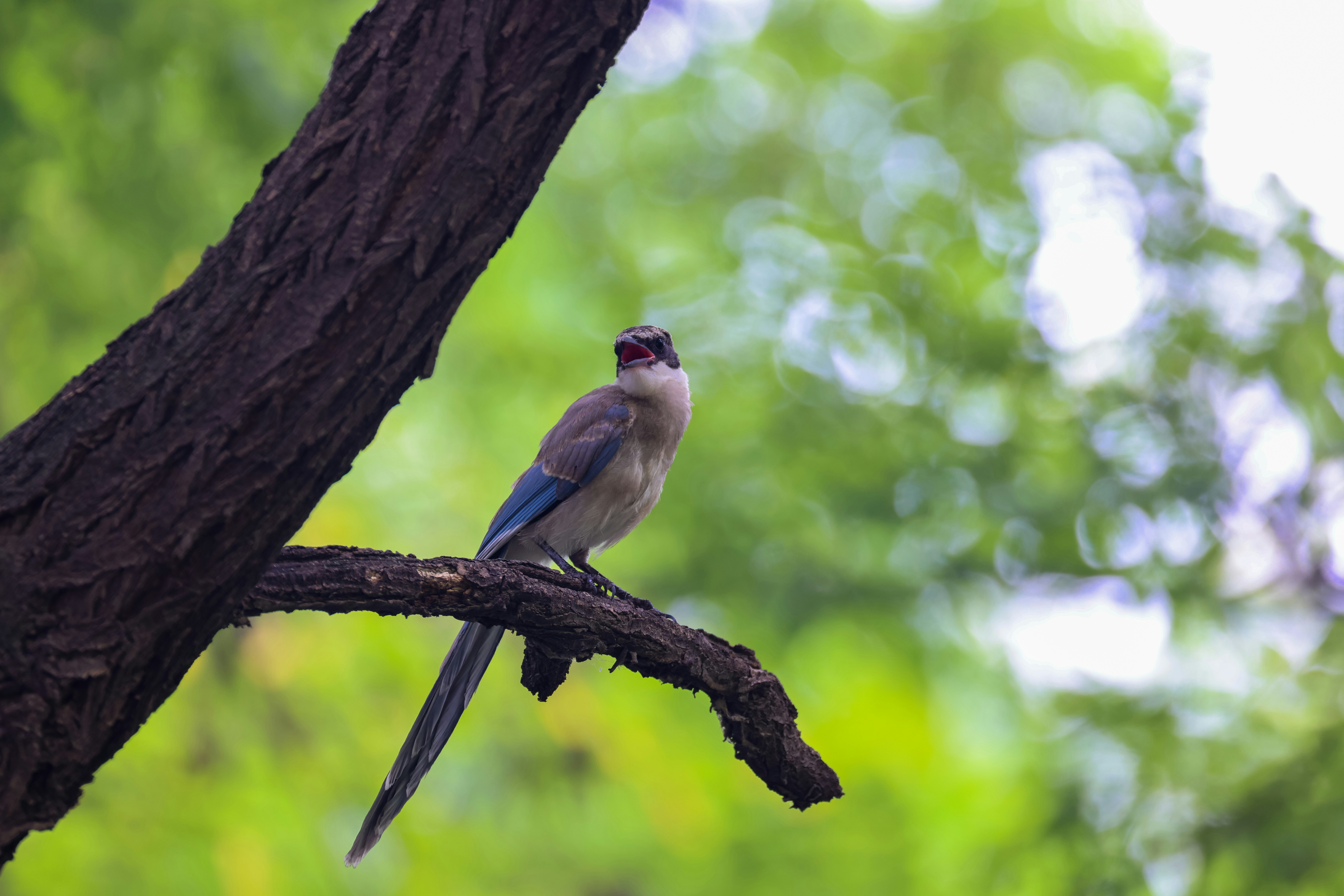 Photo by dickenslin76