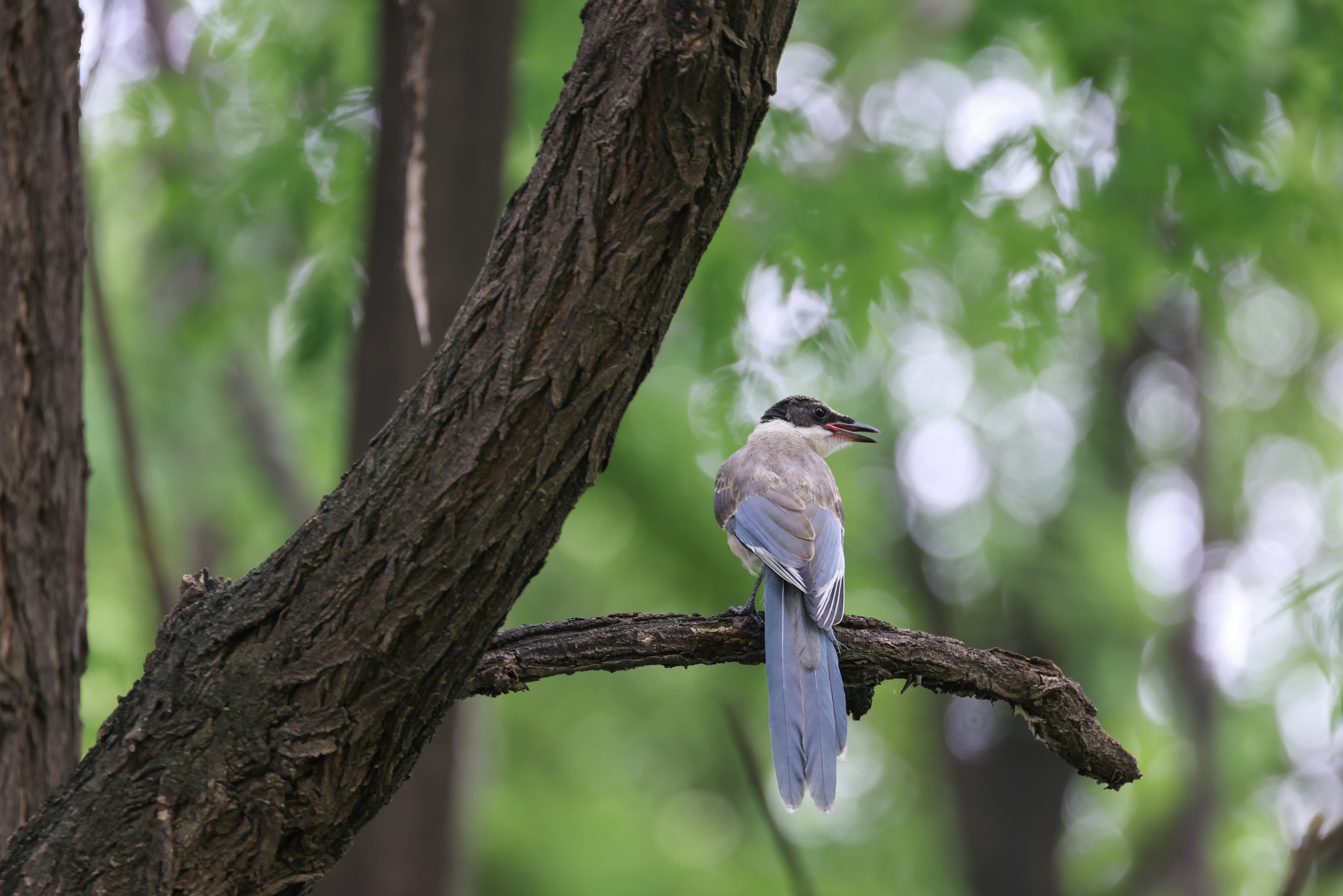 Photo by dickenslin76