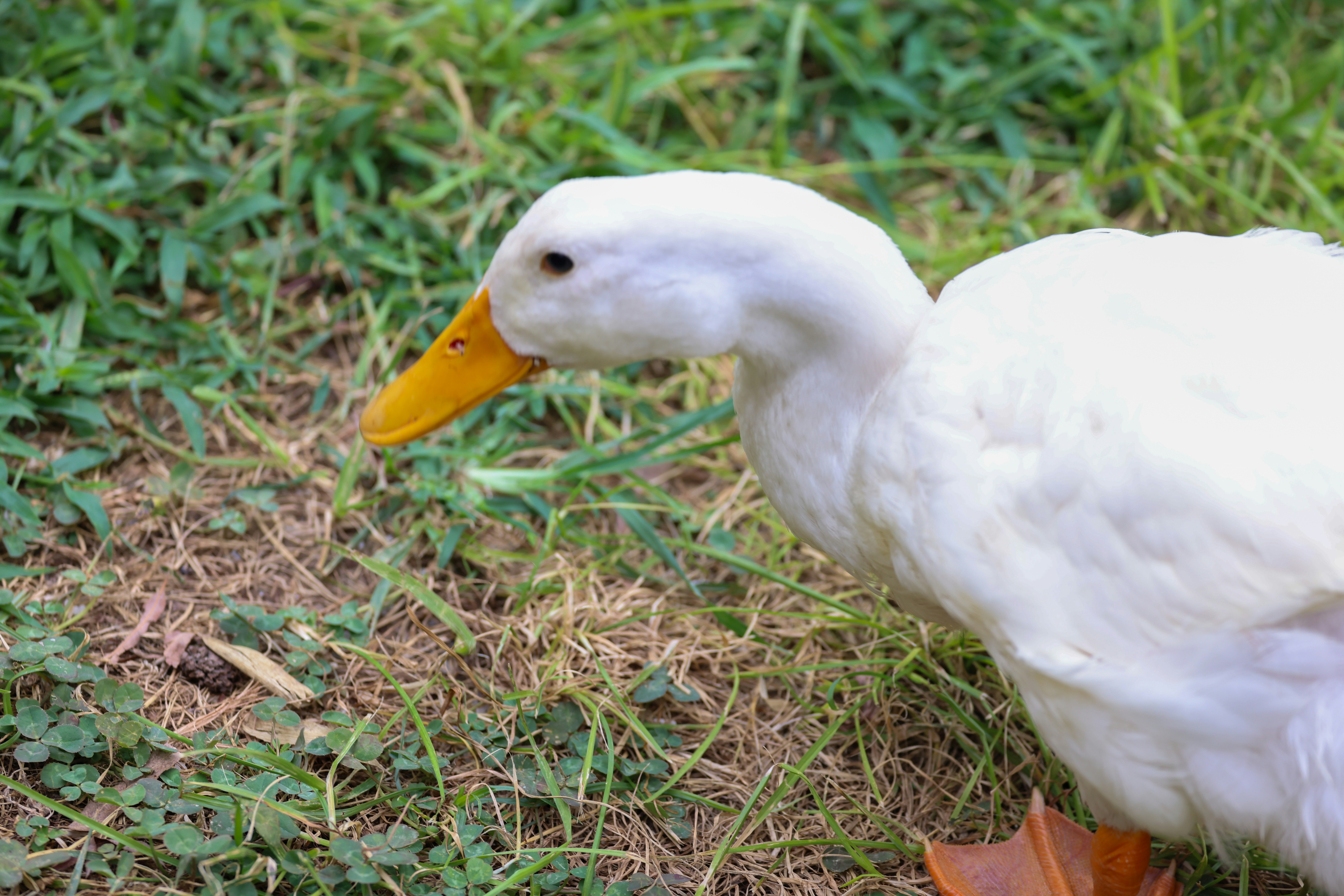 Photo by dickenslin76