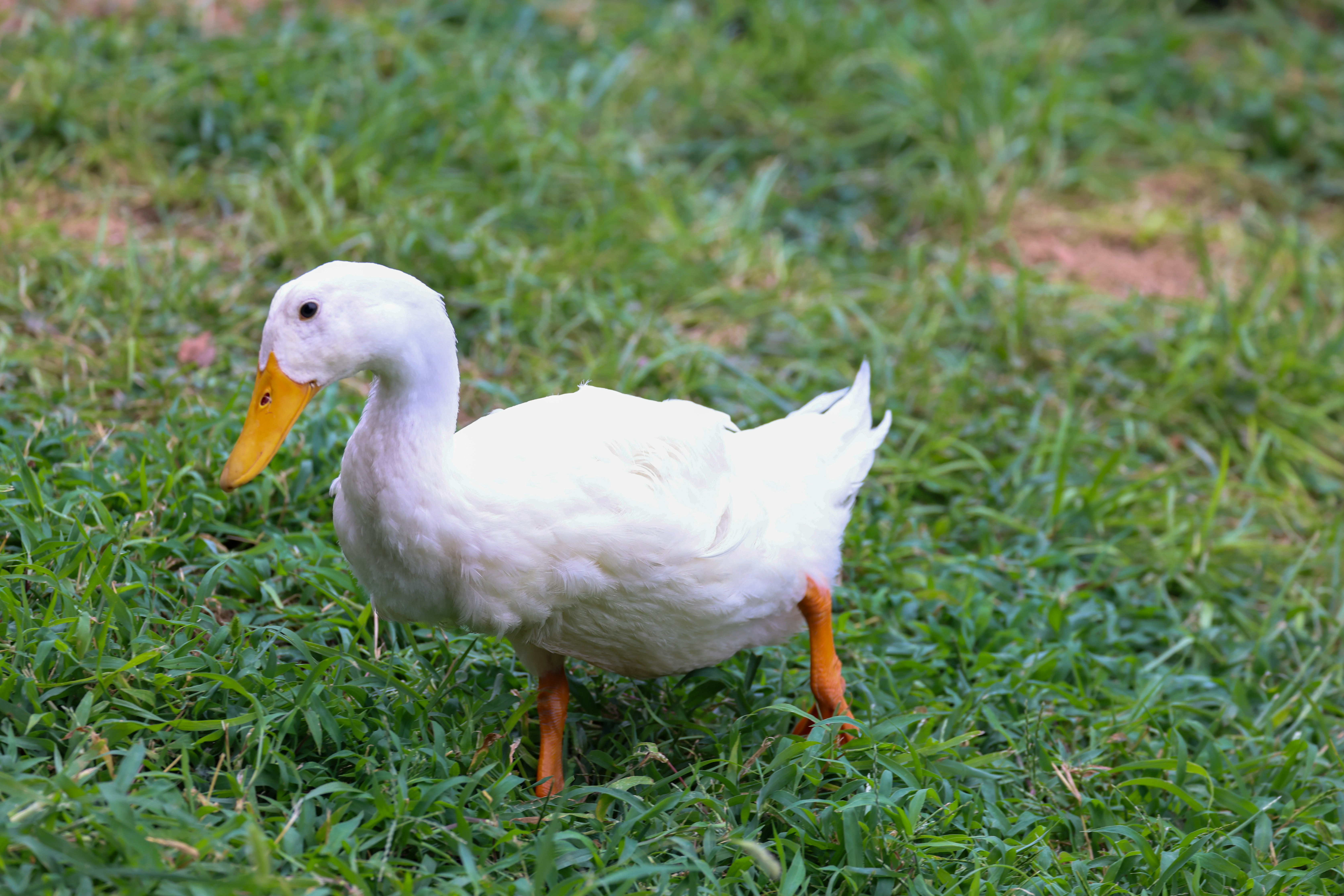 Photo by dickenslin76