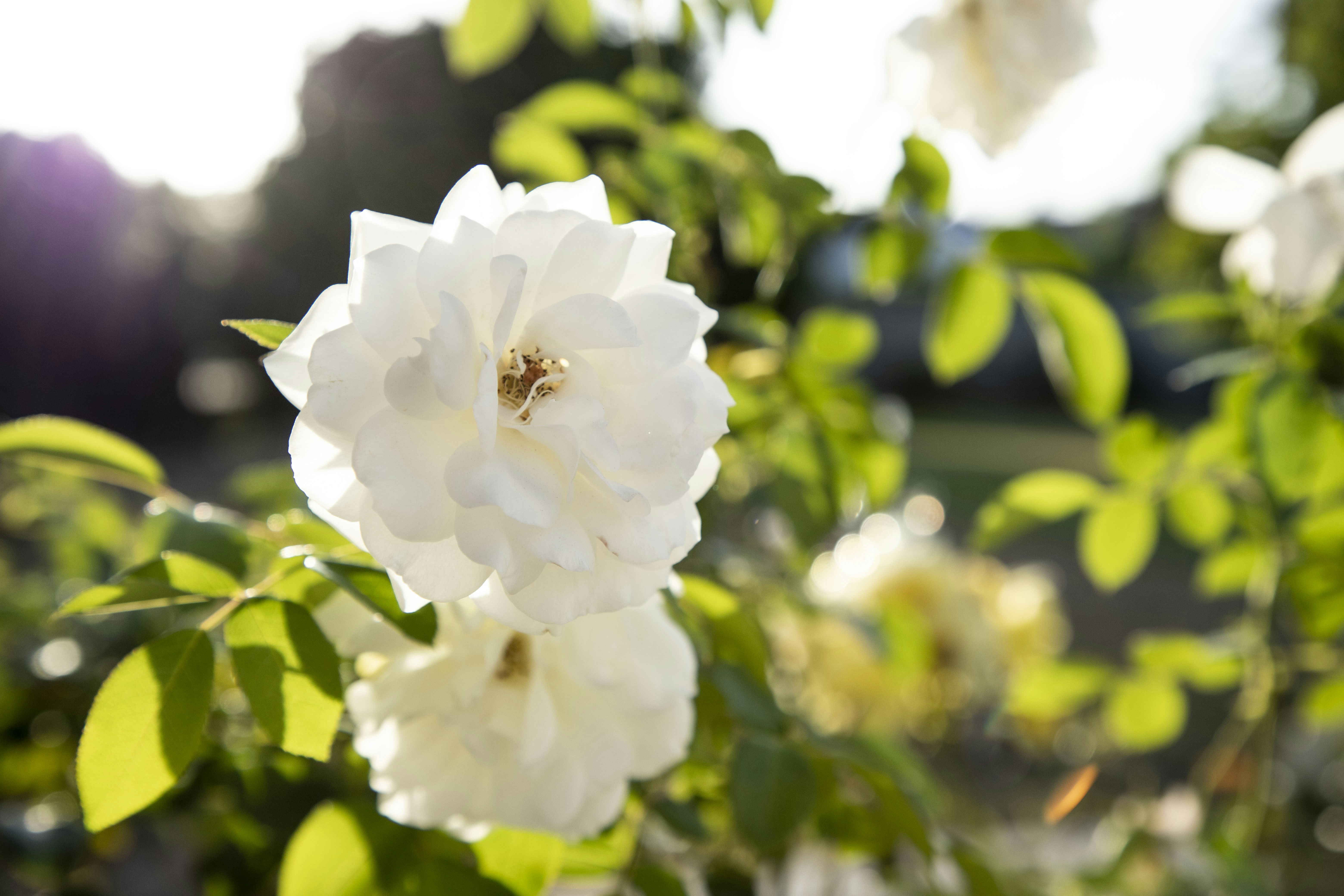 Photo by vicphotos99