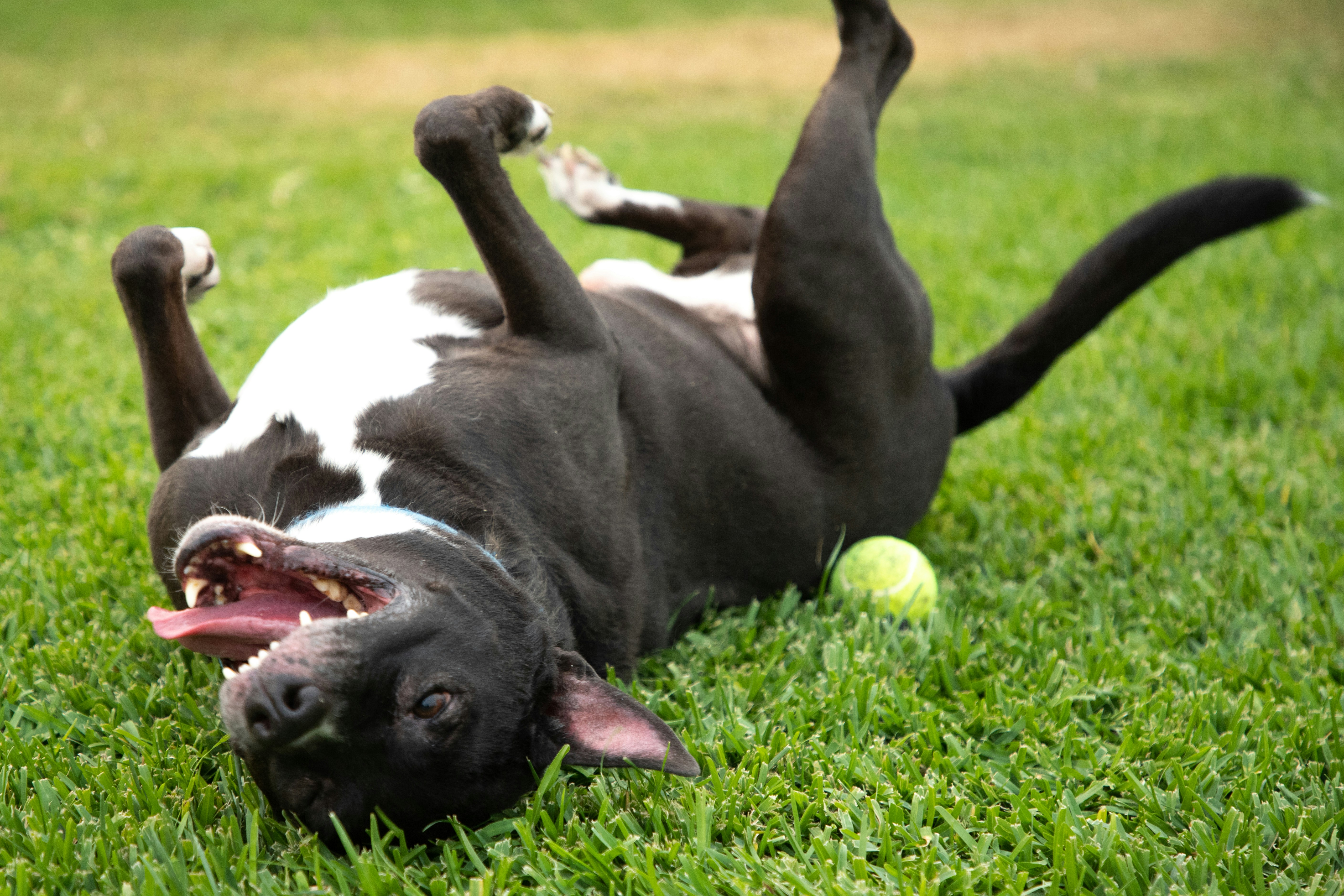 A black and white dog rolling around in the grass