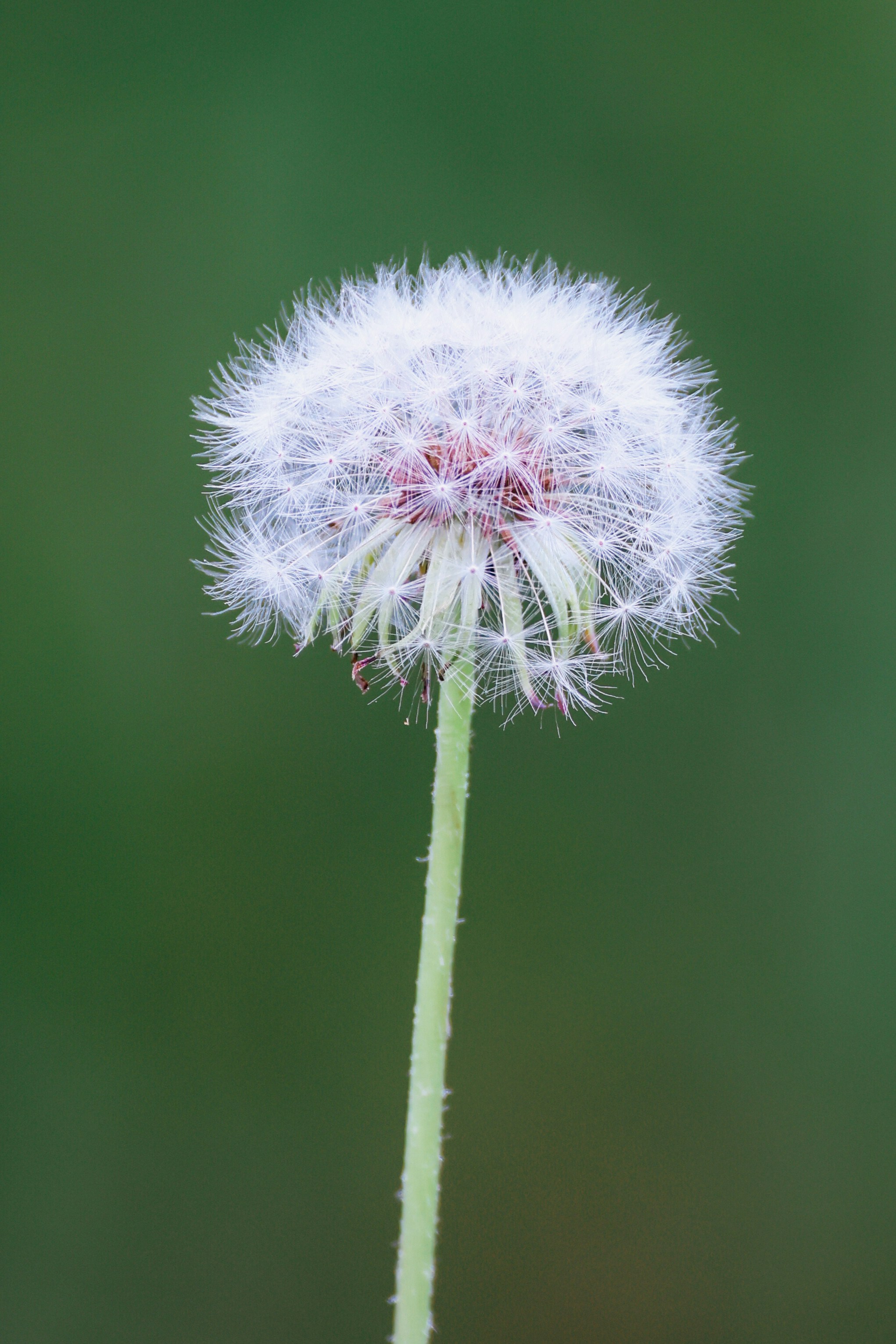 Photo by dickenslin76