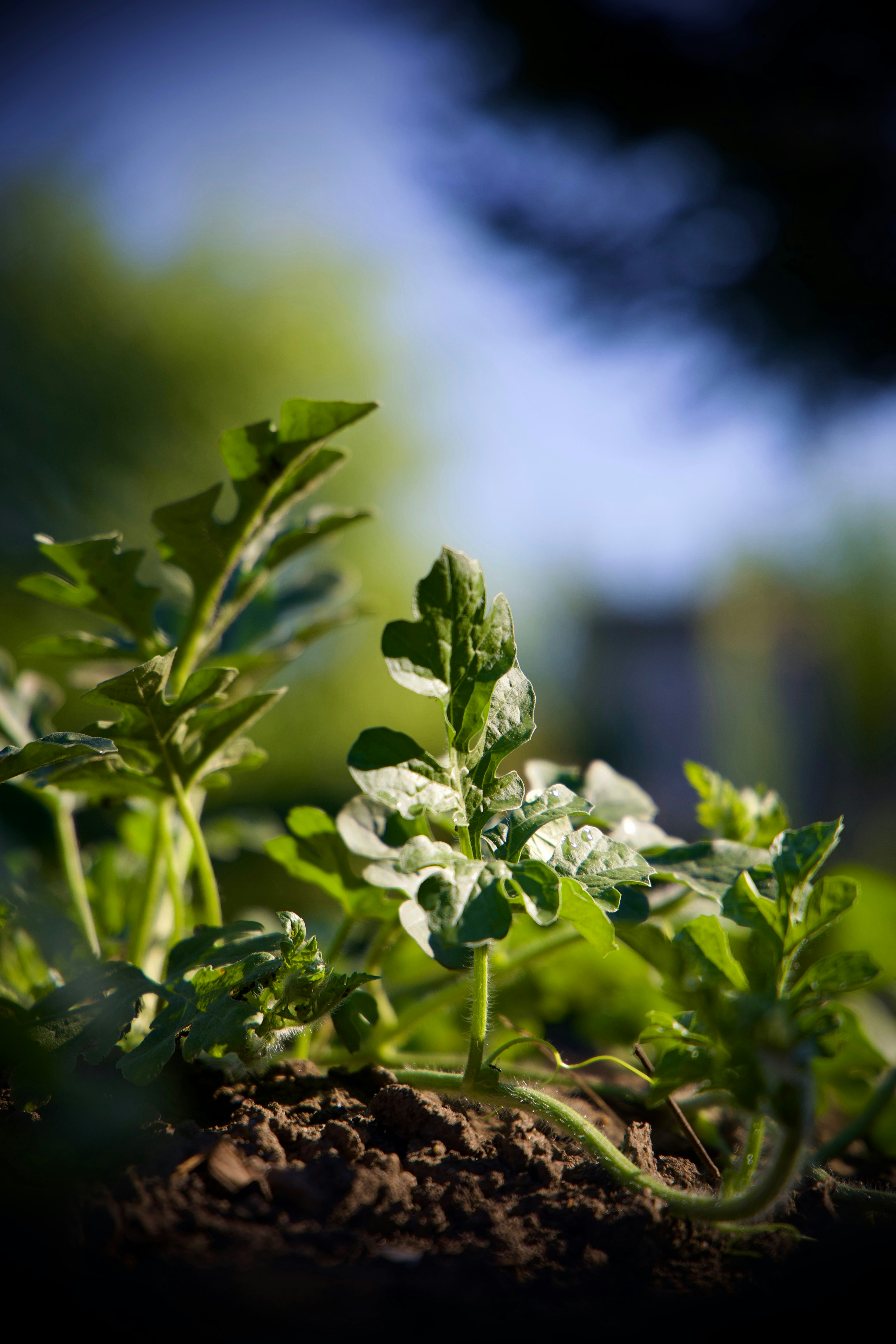 Photo by larisarunova