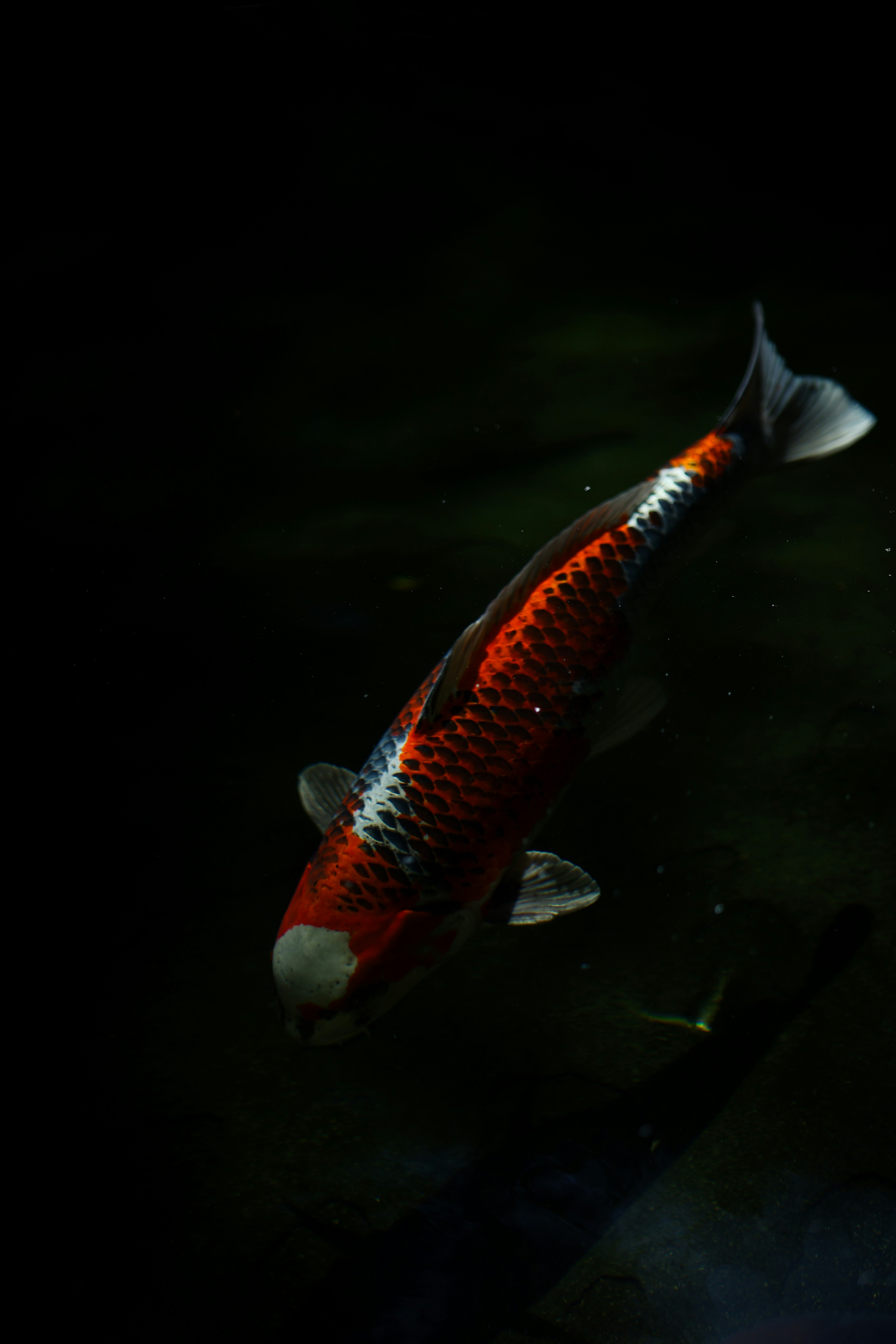 Photo by isaiahckline