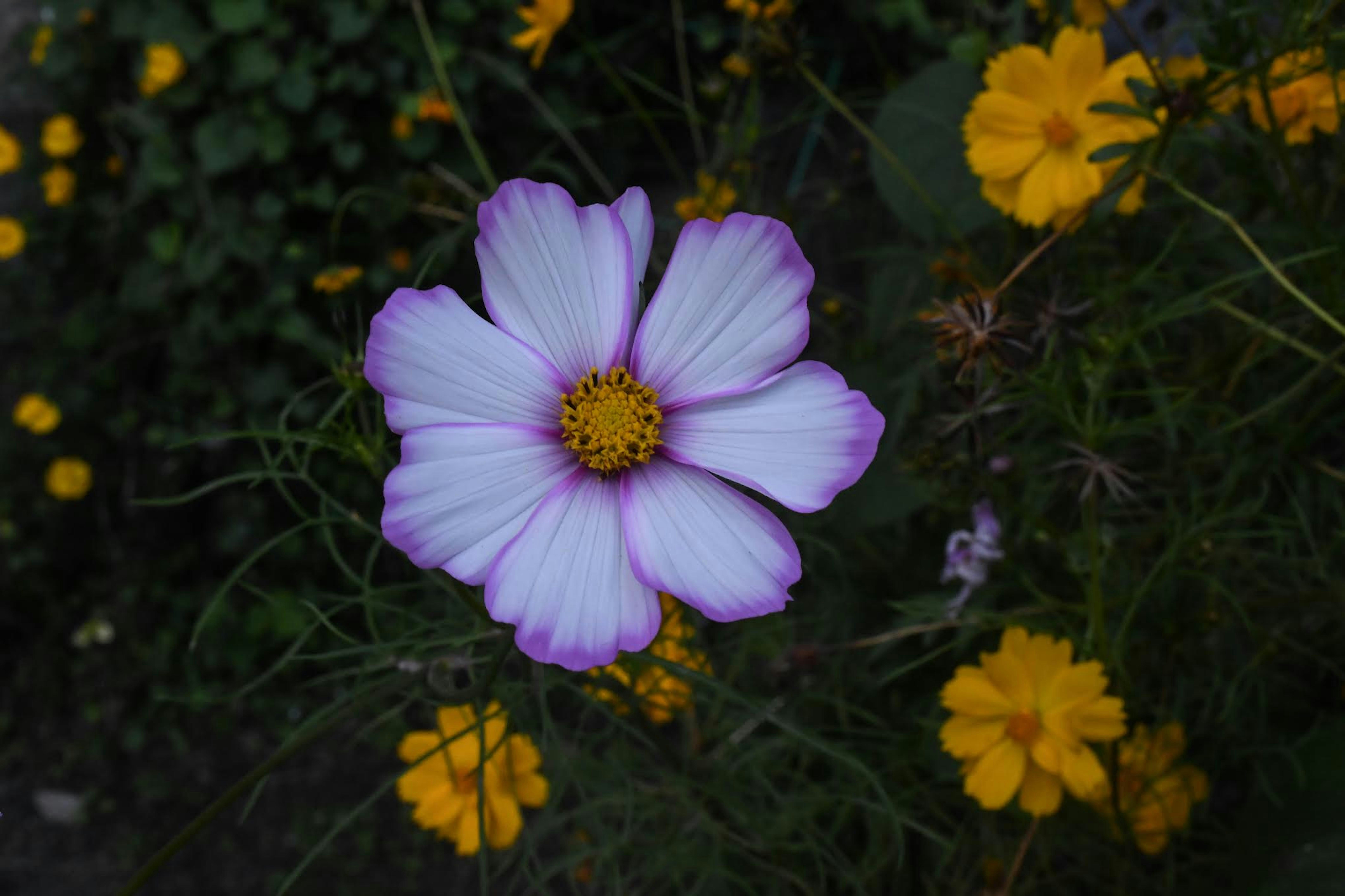 Photo by oliviahouck88