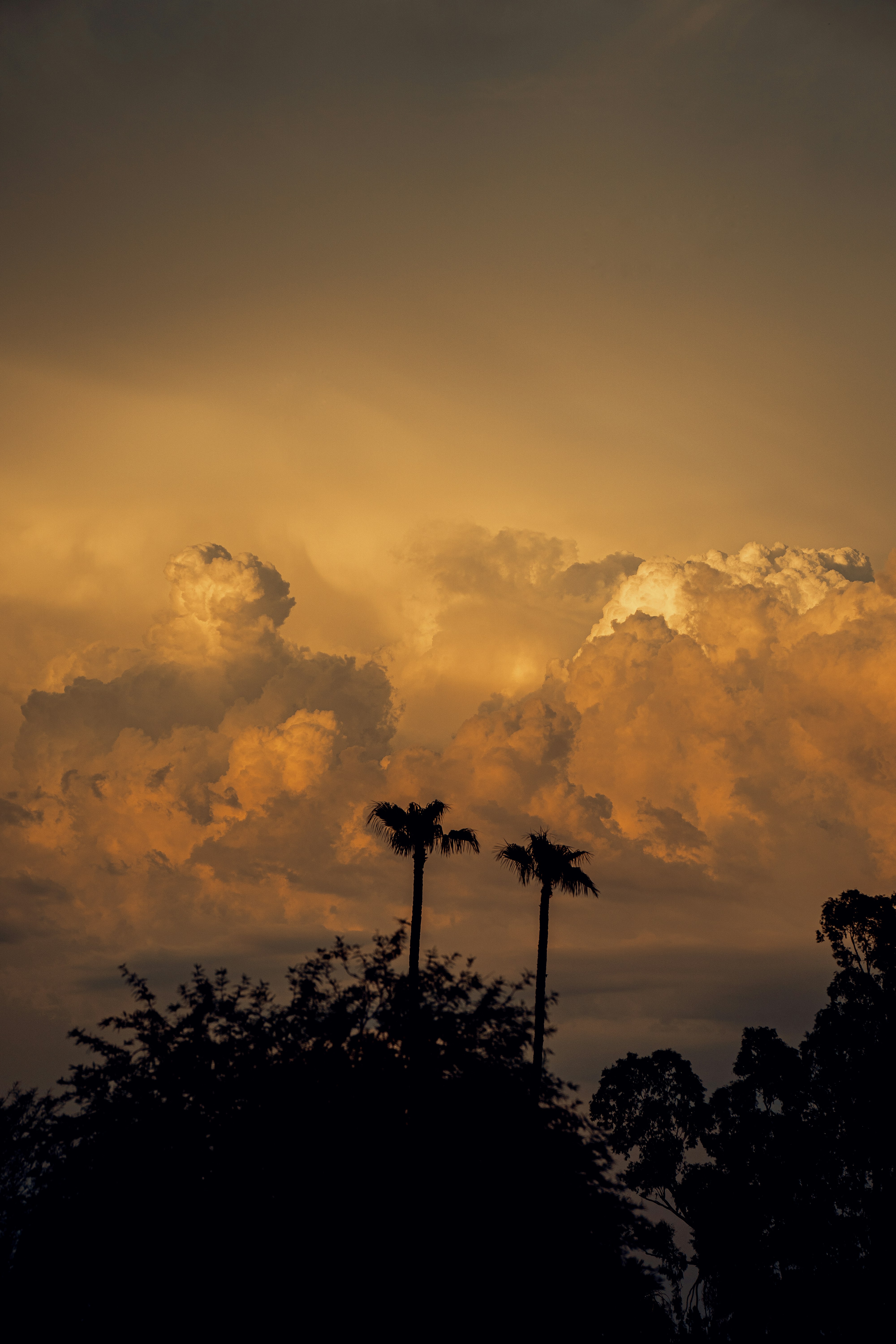 Un groupe de palmiers sous un ciel nuageux
