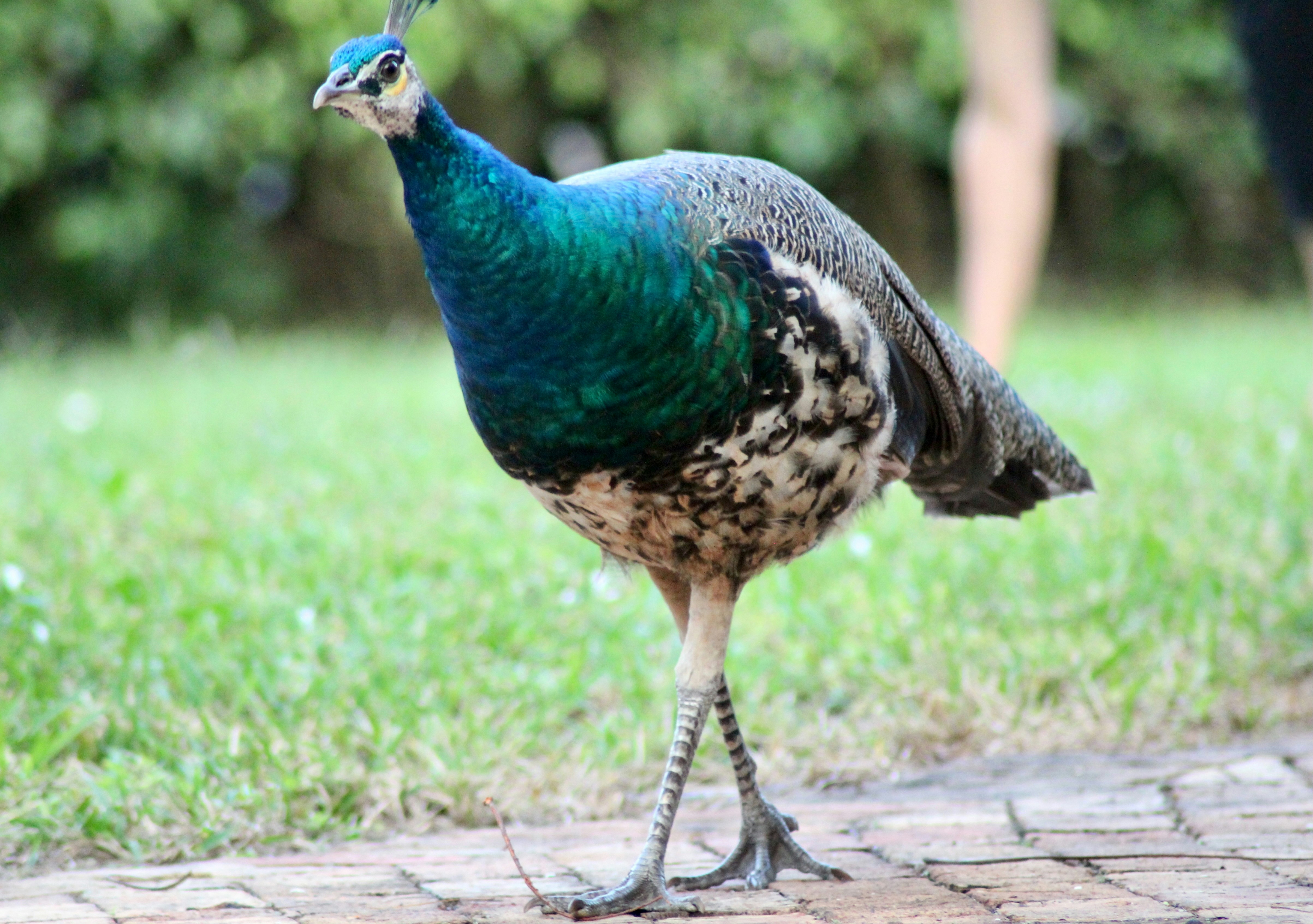 Photo by alexnetomiami