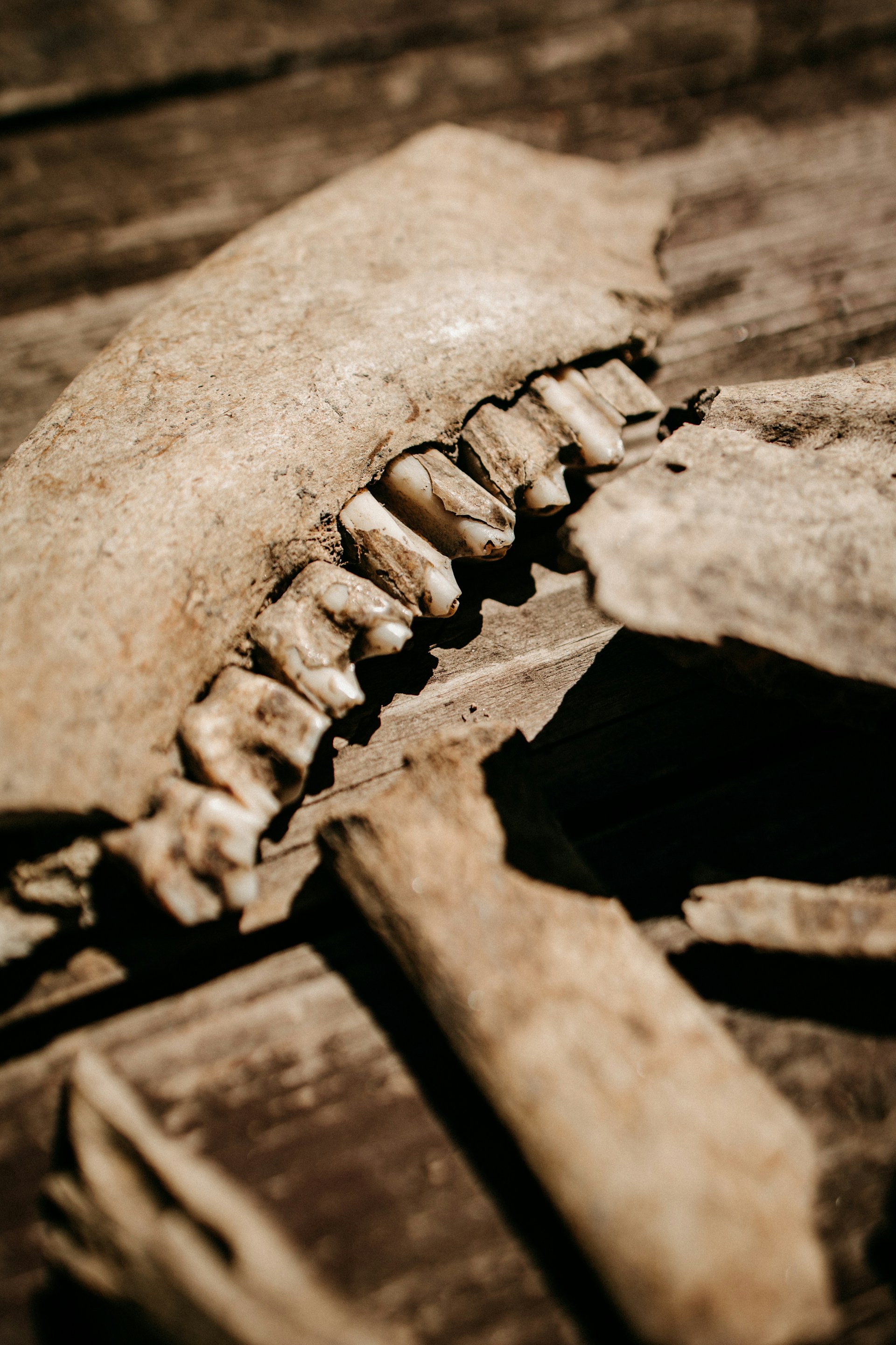 A close up of a tooth on a piece of wood