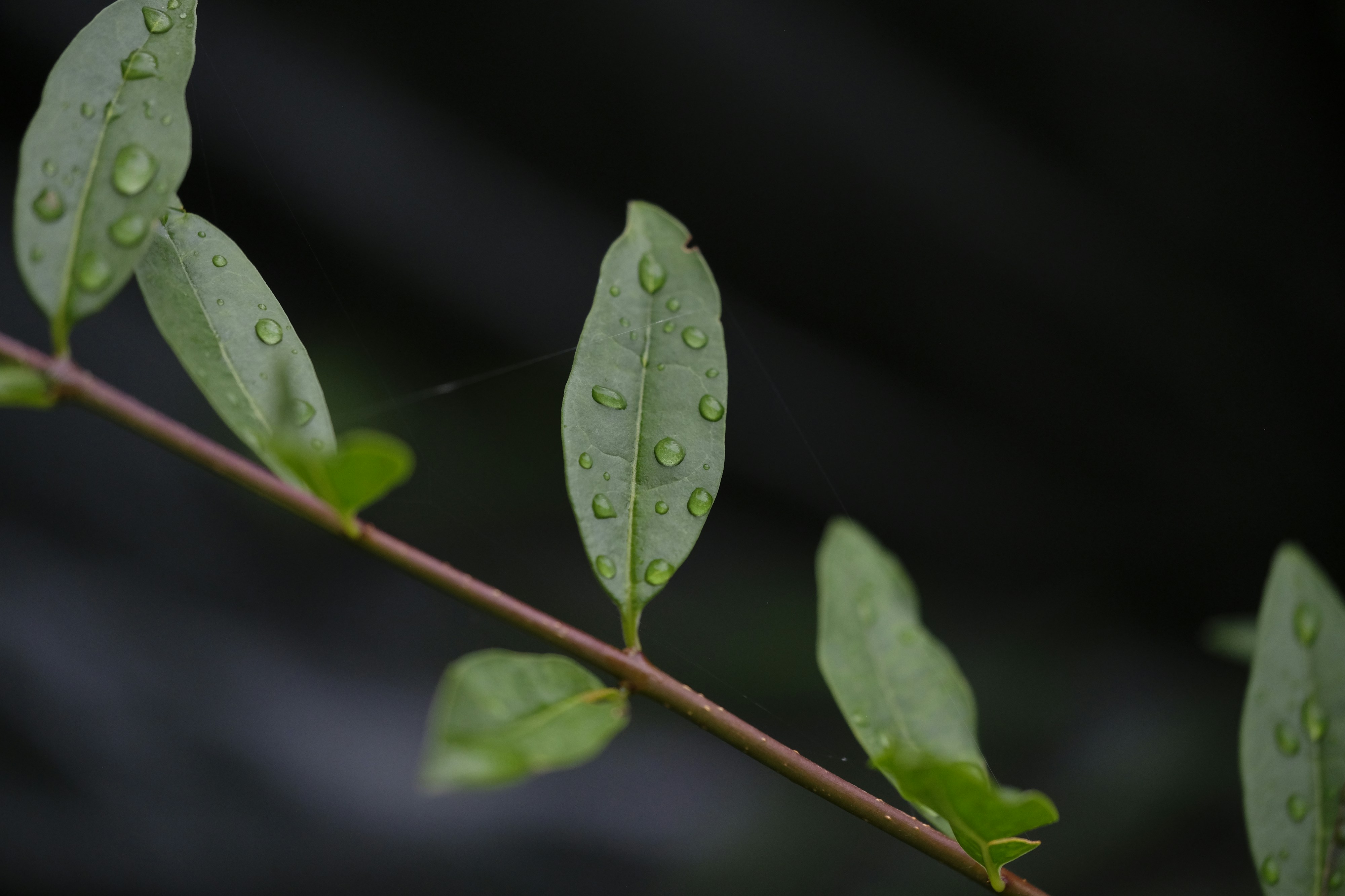 A close up of a leaf with water drops on it