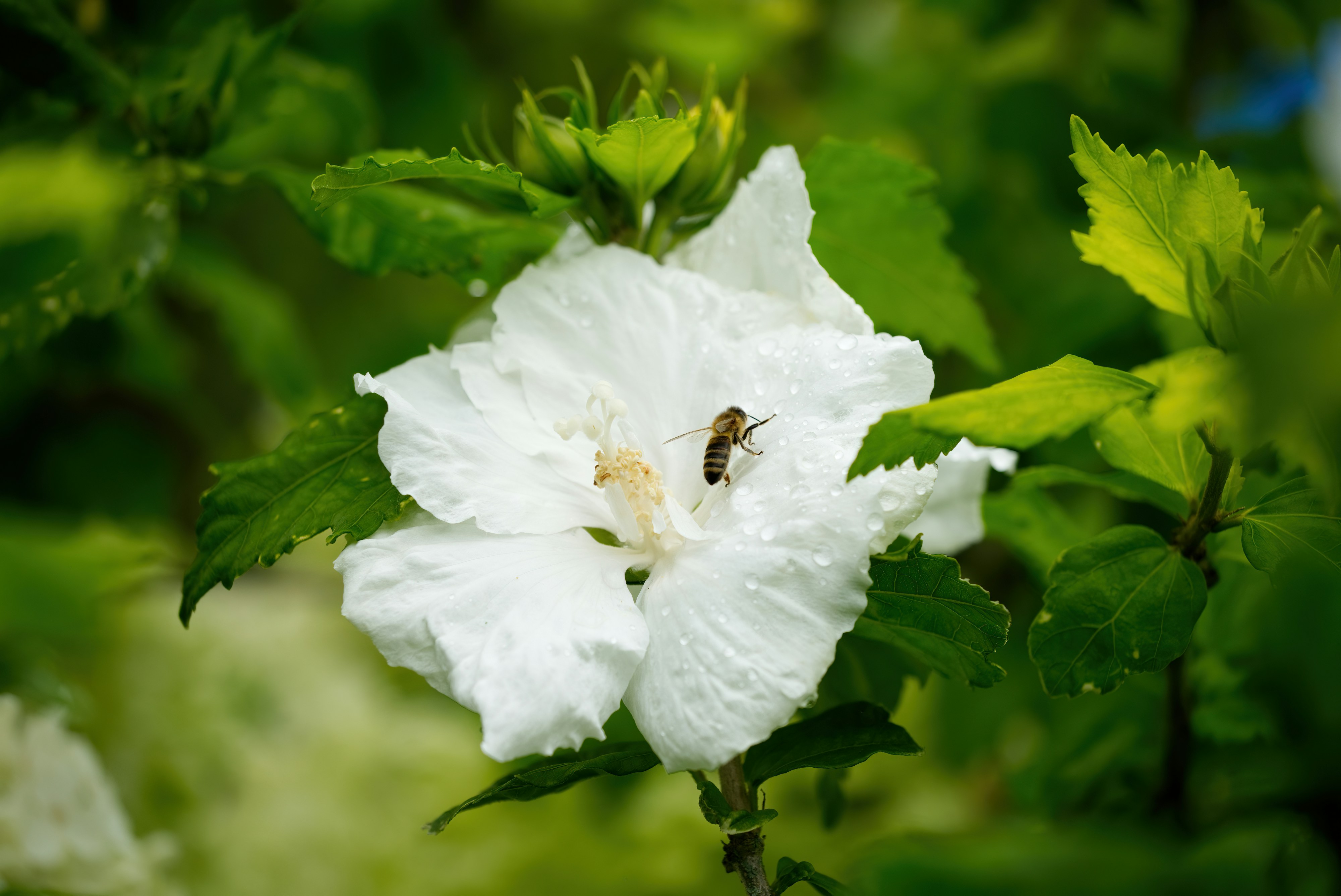 A white flower with green leaves in the background