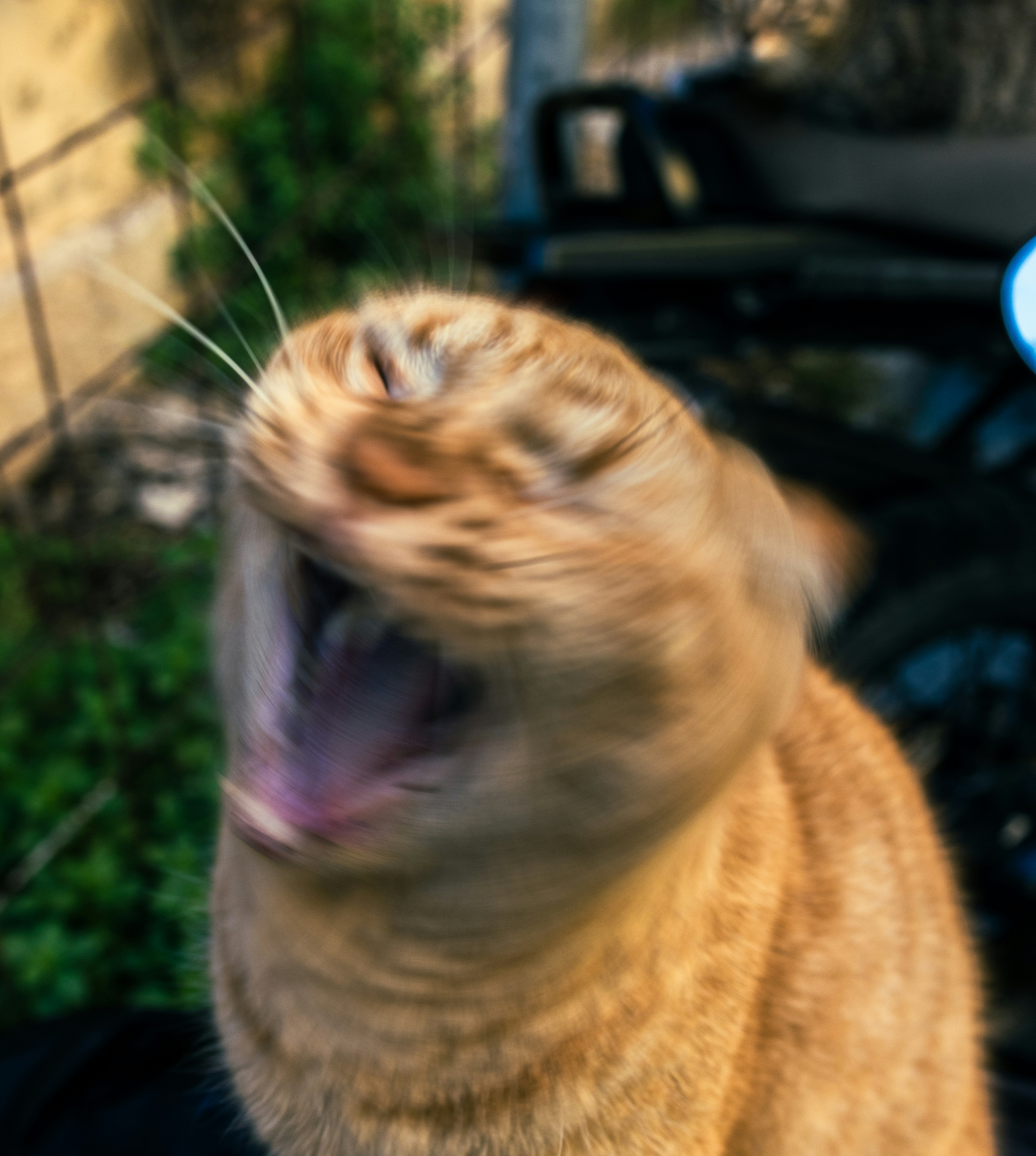 Um gato boceja sentado em uma motocicleta