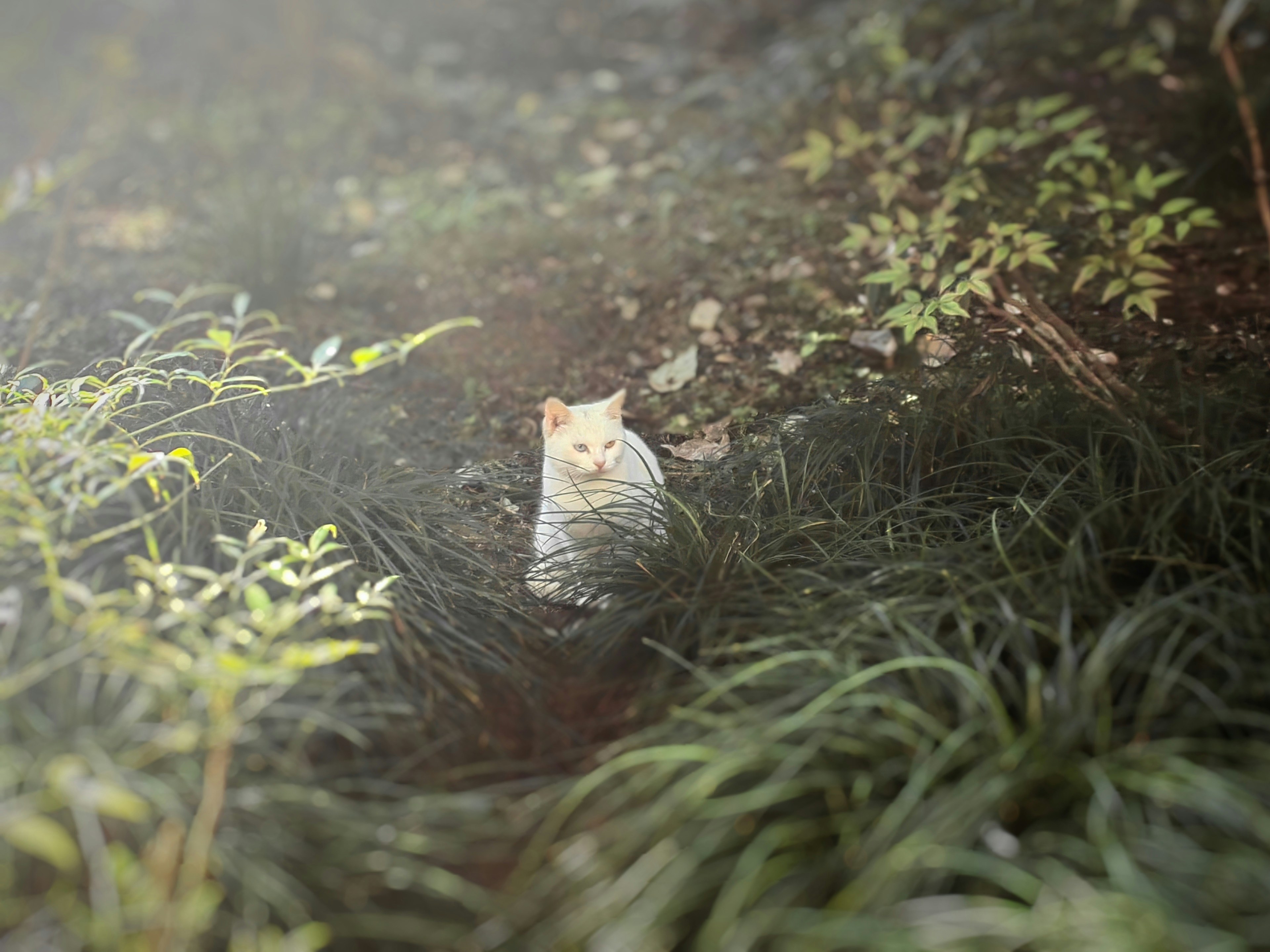 A cat sitting in the middle of a grassy field