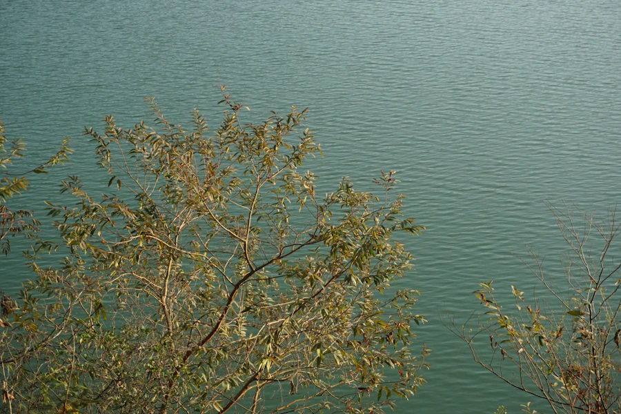 裝飾華麗的駱駝，身上掛滿彩色布料和鈴鐺