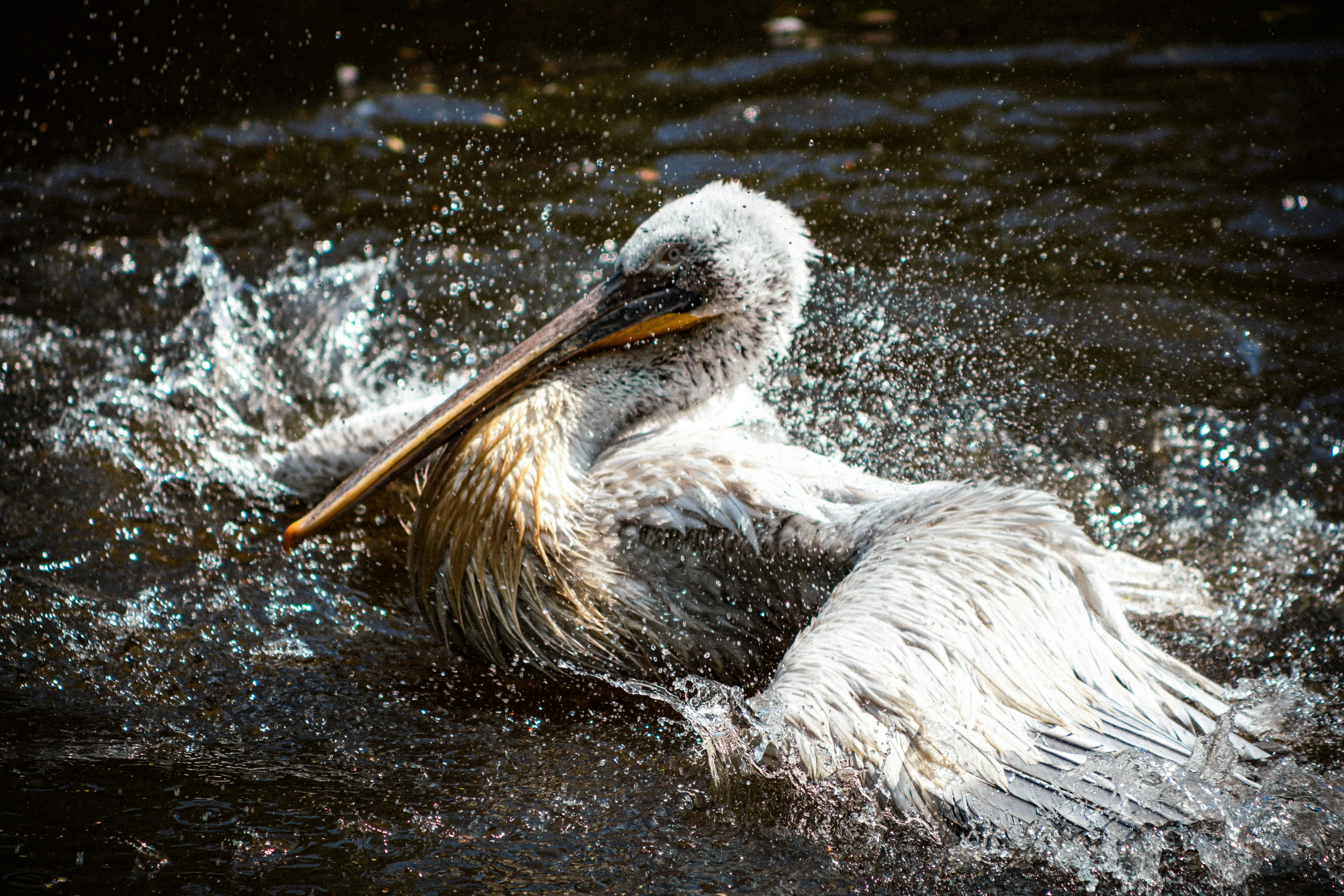 Photo by jerrografie