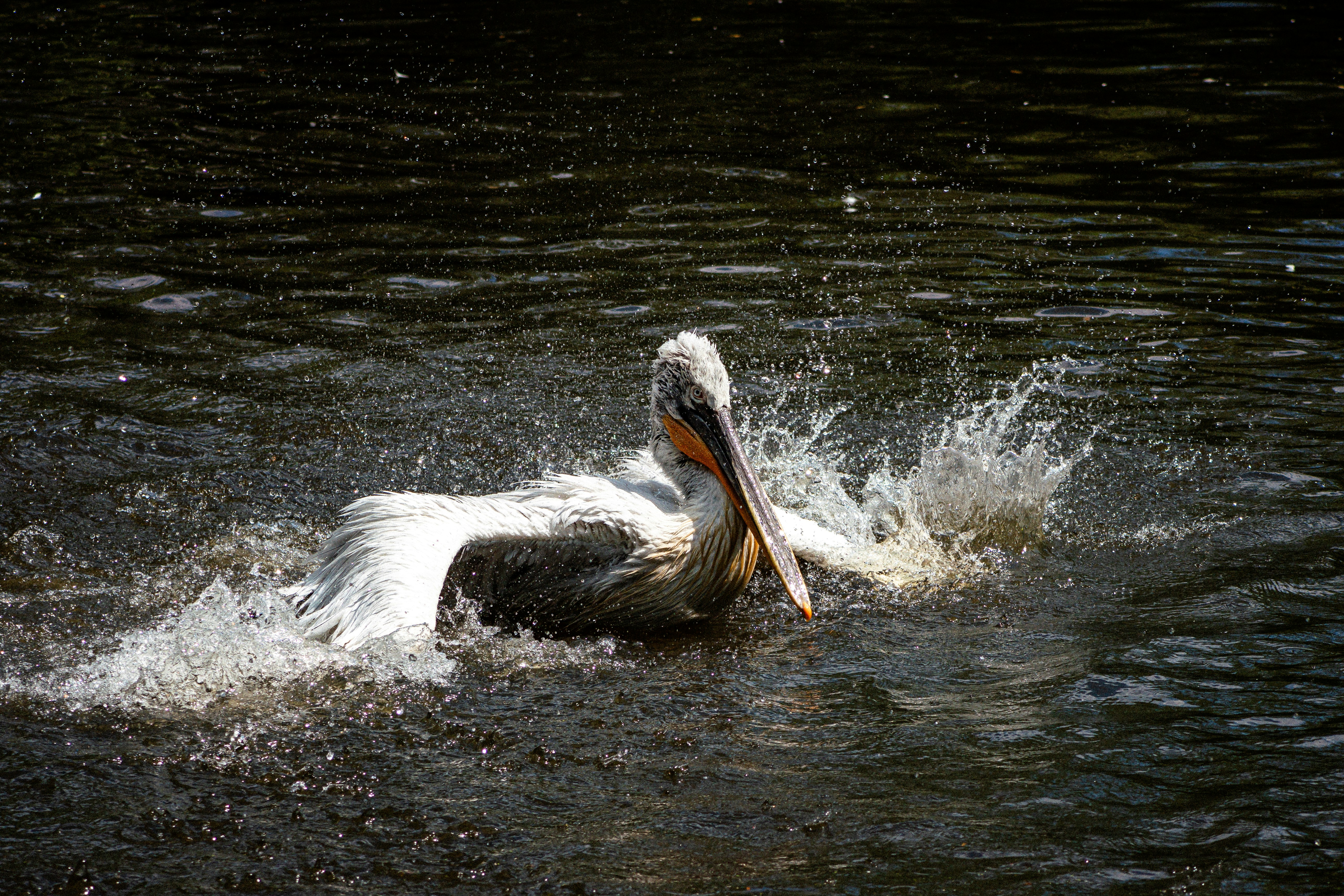 Photo by jerrografie