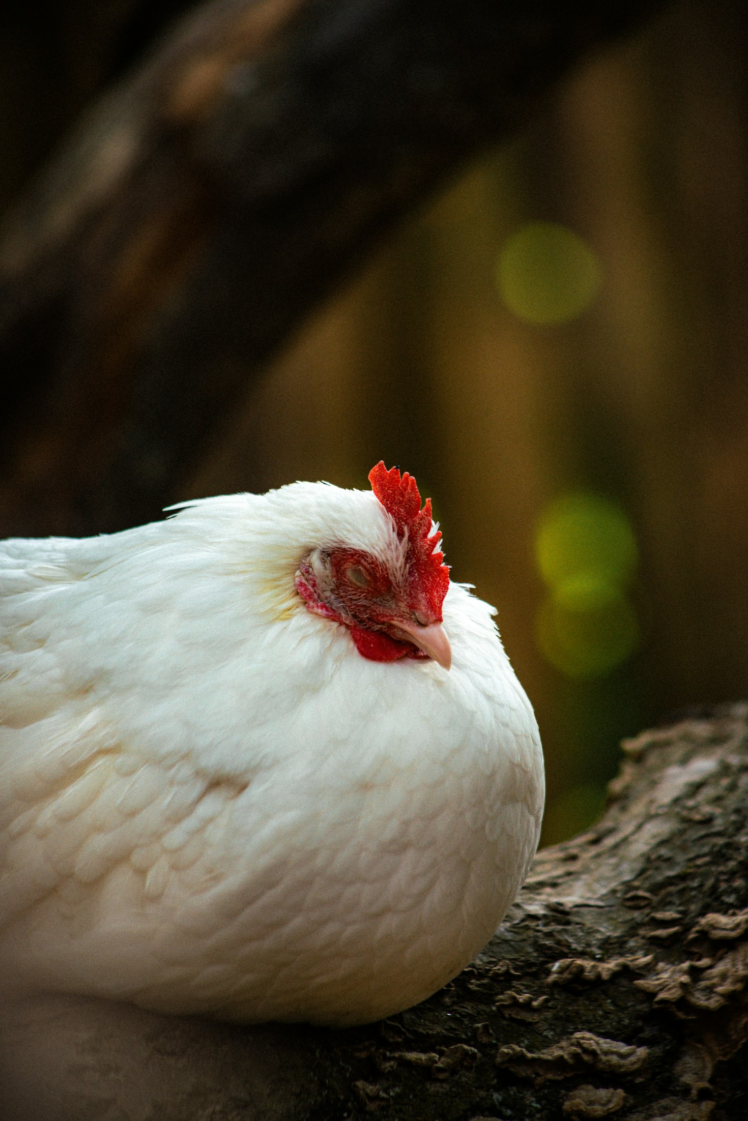 Ayam Pejantan & Ayam Kampung