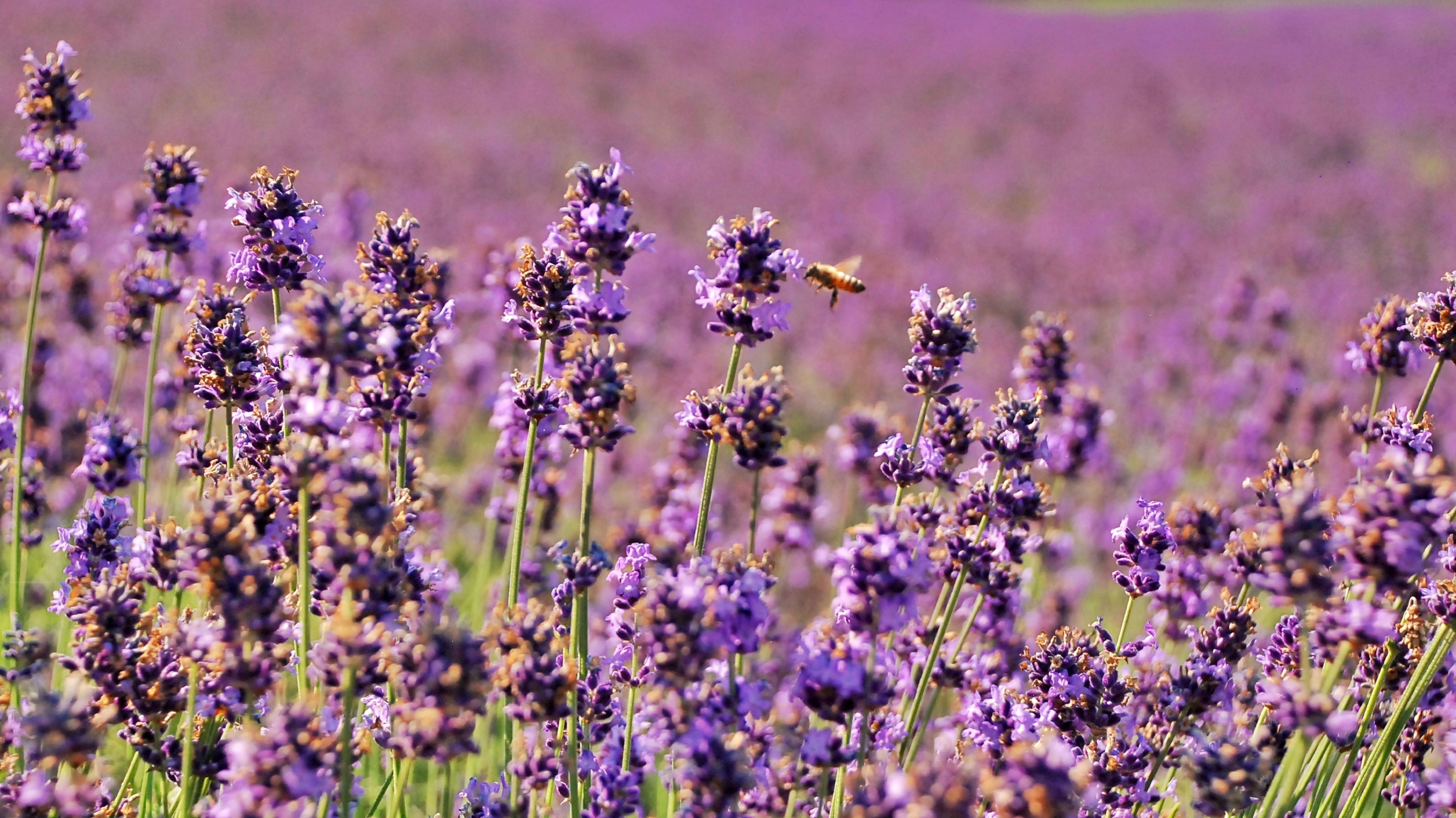 Un campo lleno de flores de lavanda con una abeja en él