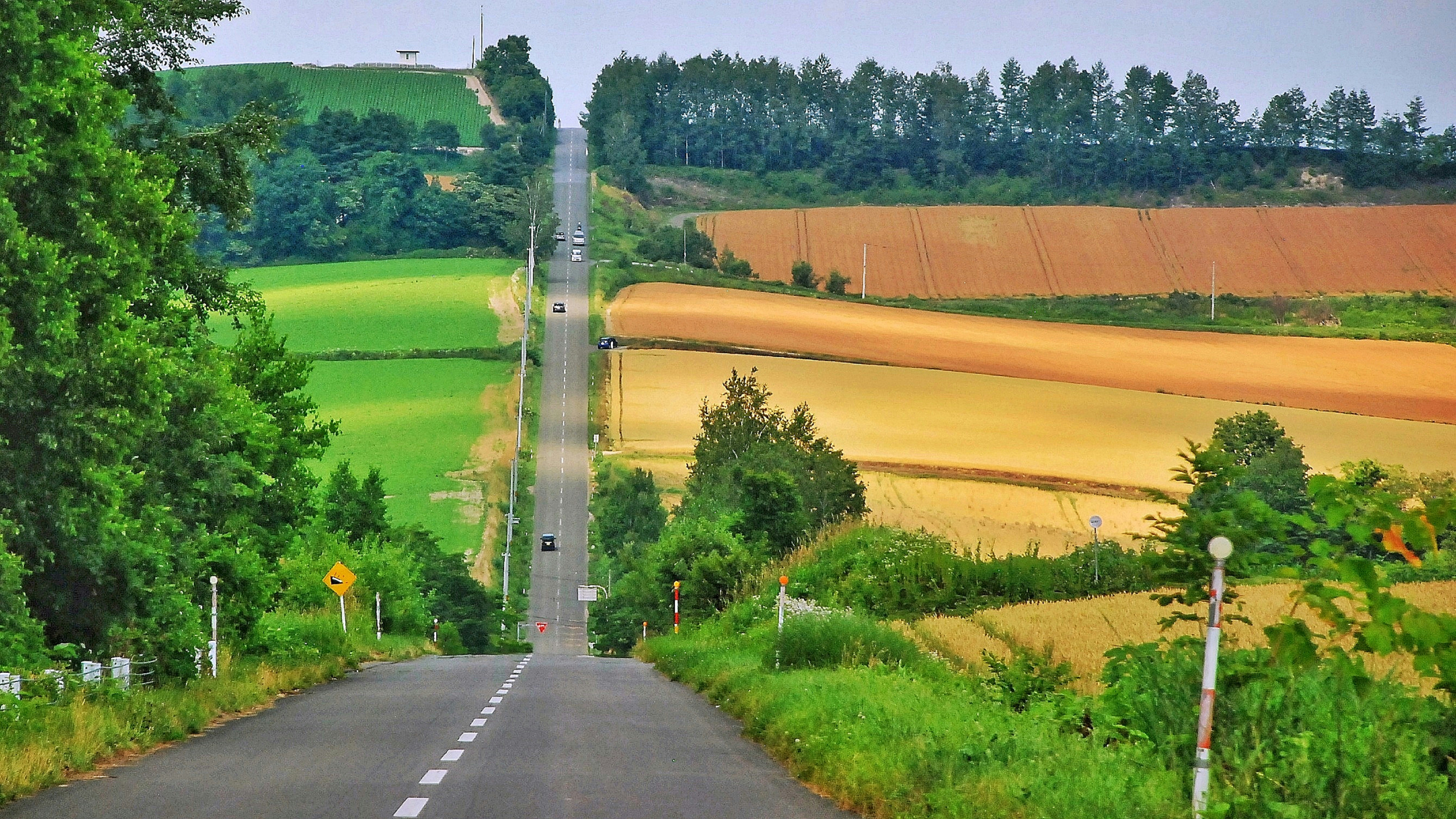 Un largo camino con árboles a ambos lados