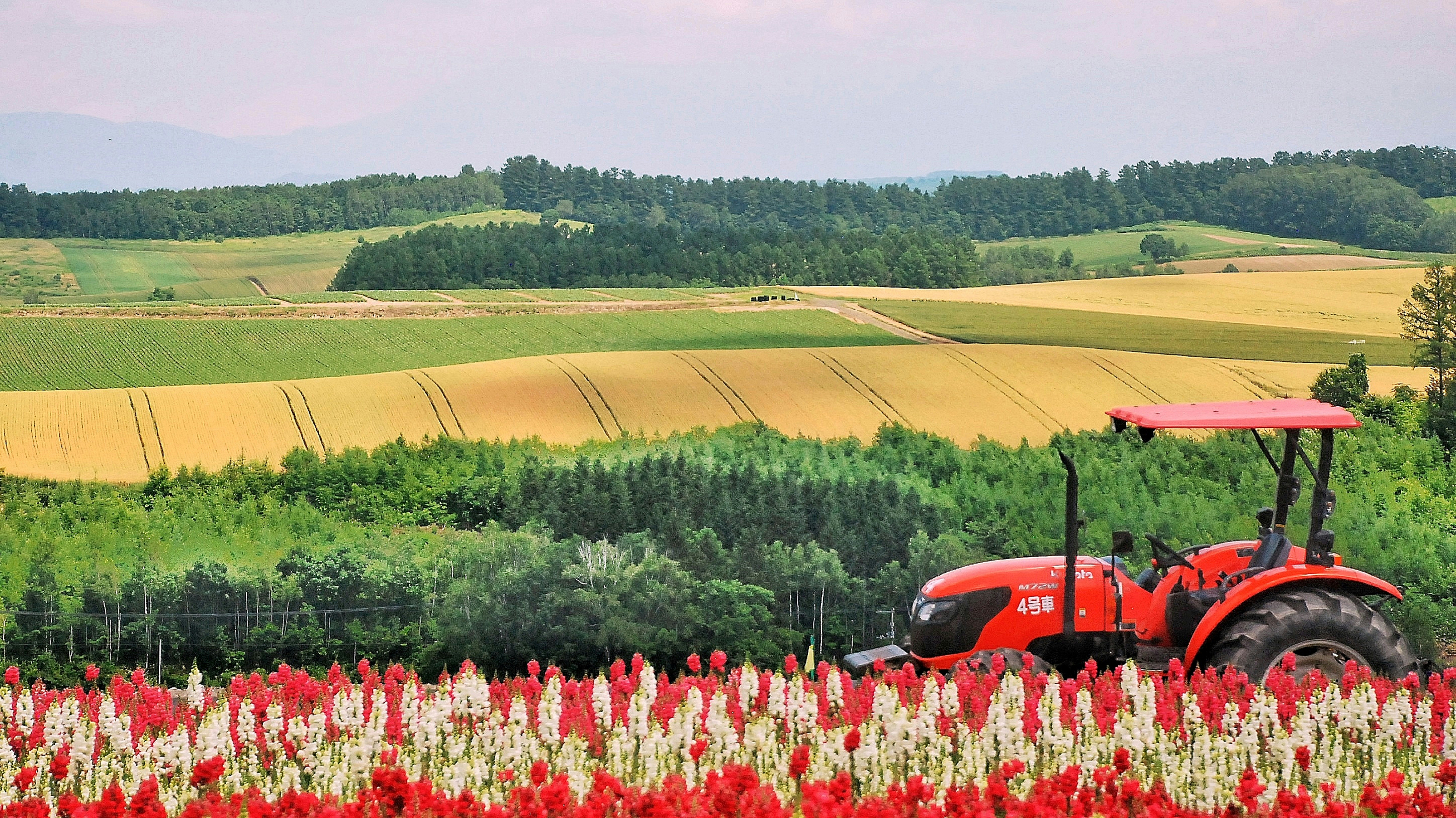 Un tractor rojo en un campo de flores rojas