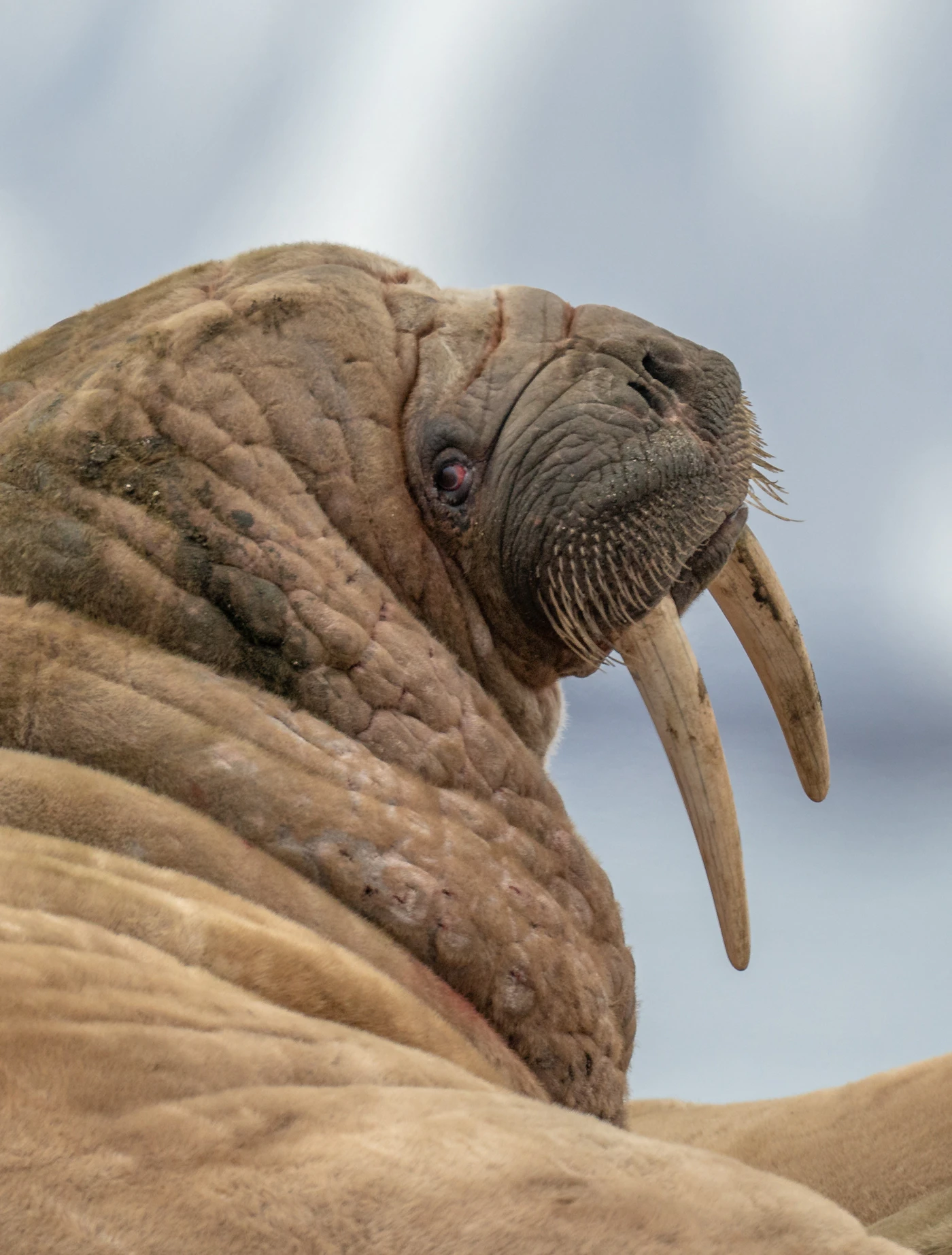 A walrus laying on the ground with long tusks