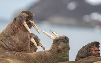 Two walruses interacting with raised tusks, reflecting how healthy team cultures handle tension and 