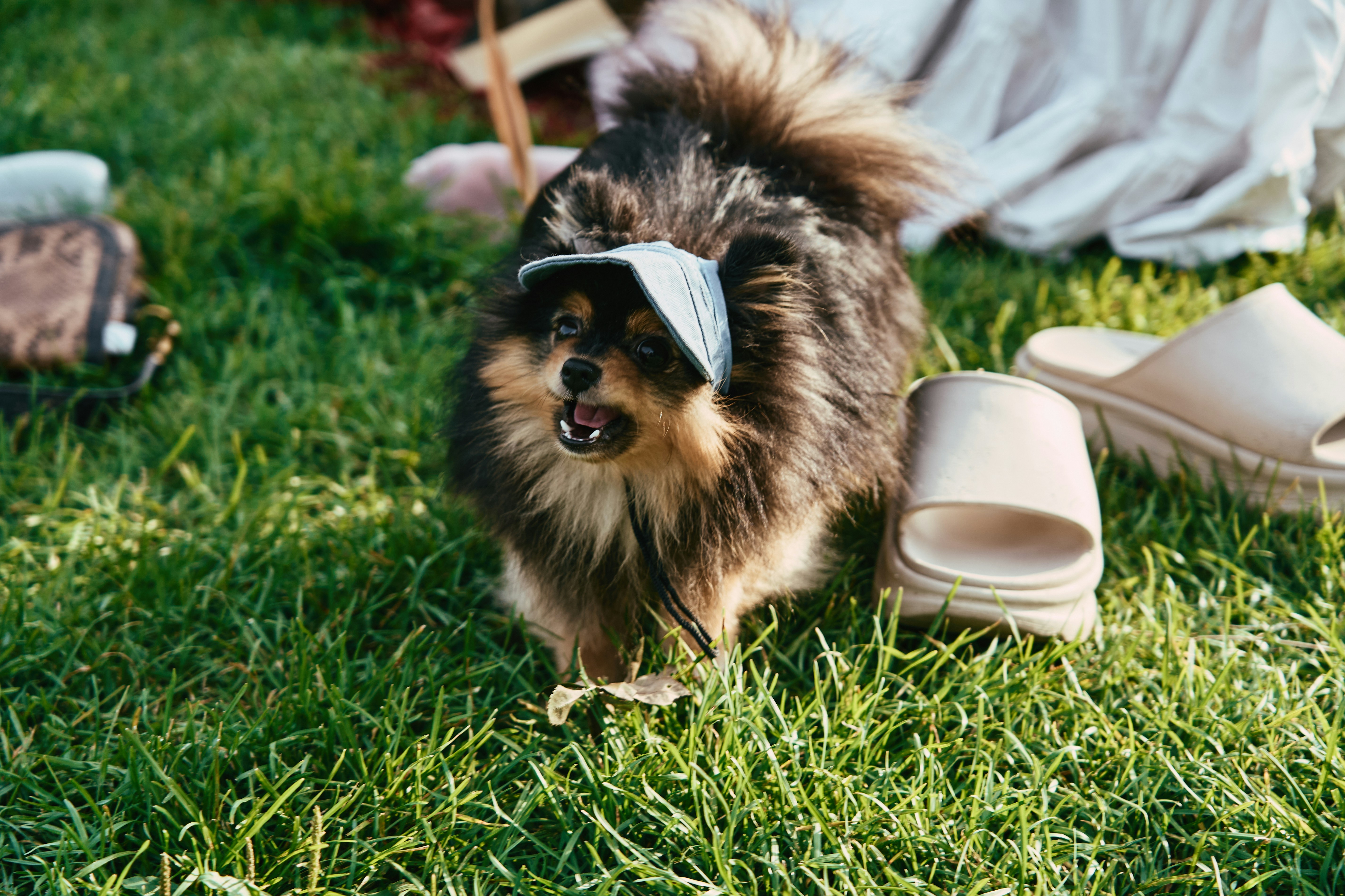 A dog wearing a blindfold standing in the grass