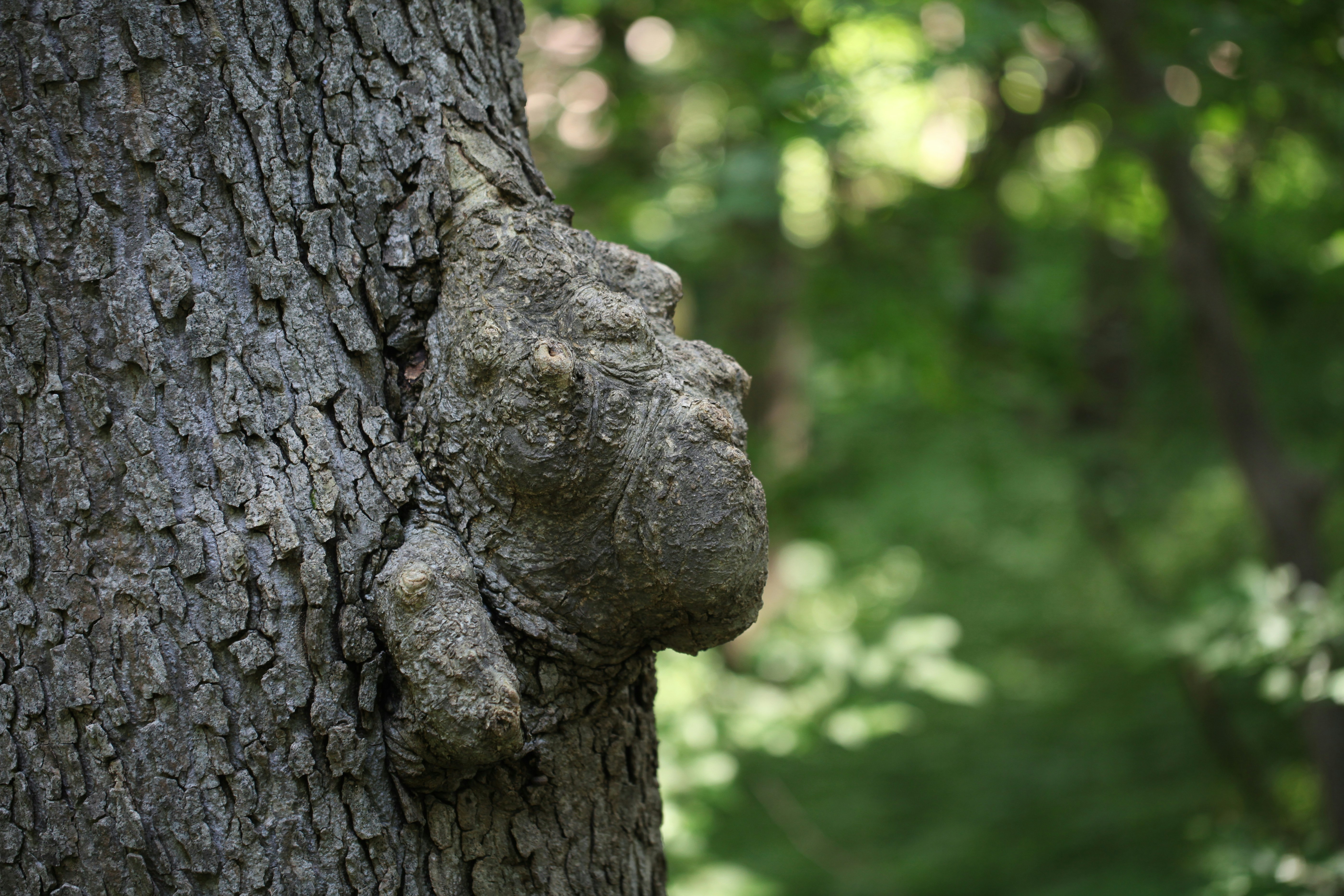 A bear's head is embedded in the bark of a tree