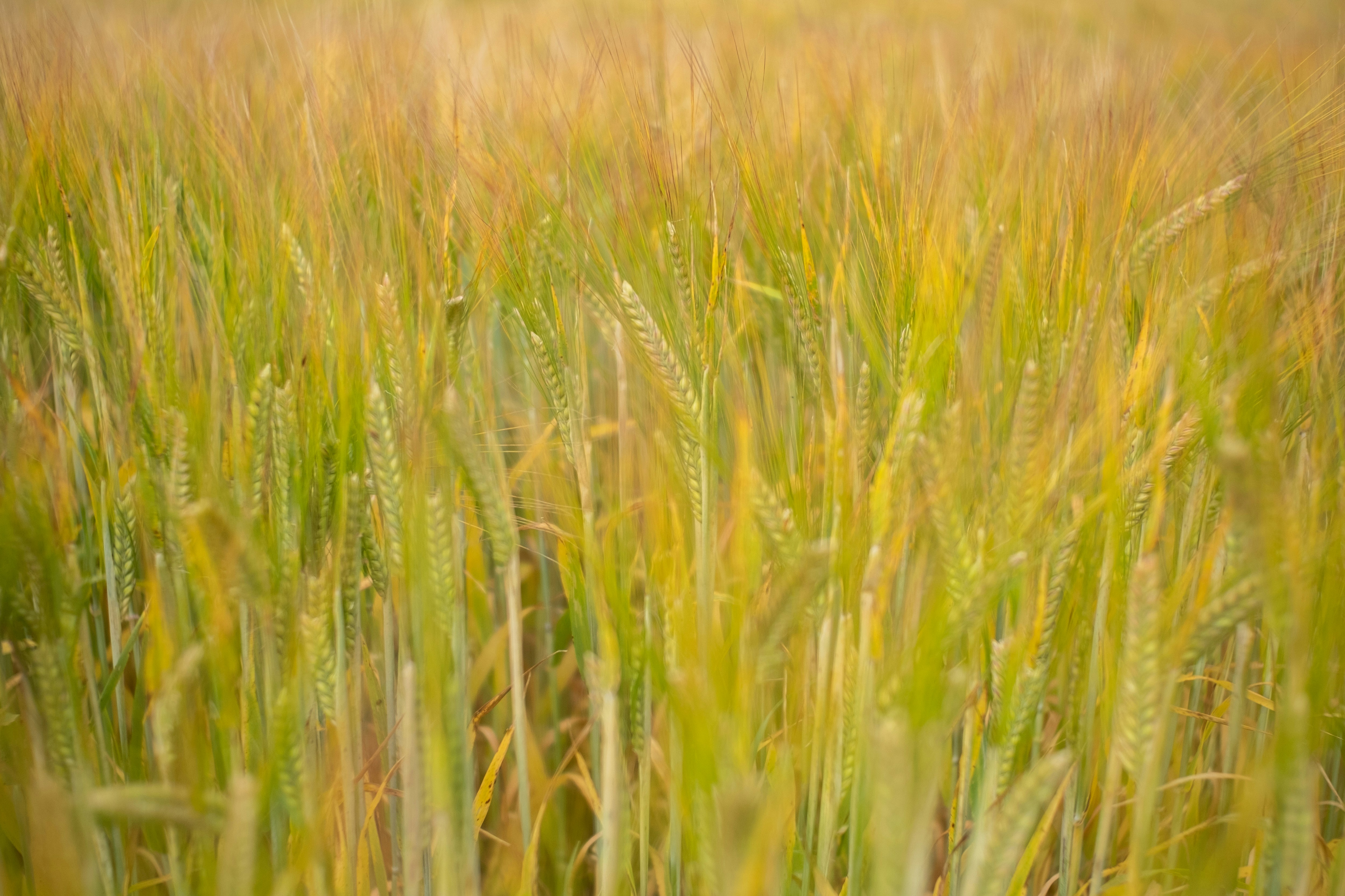 Barley field