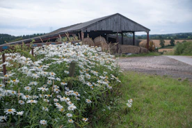A barn and a field of wildflowers on a cloudy day