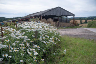 A barn and a field of wildflowers on a cloudy day