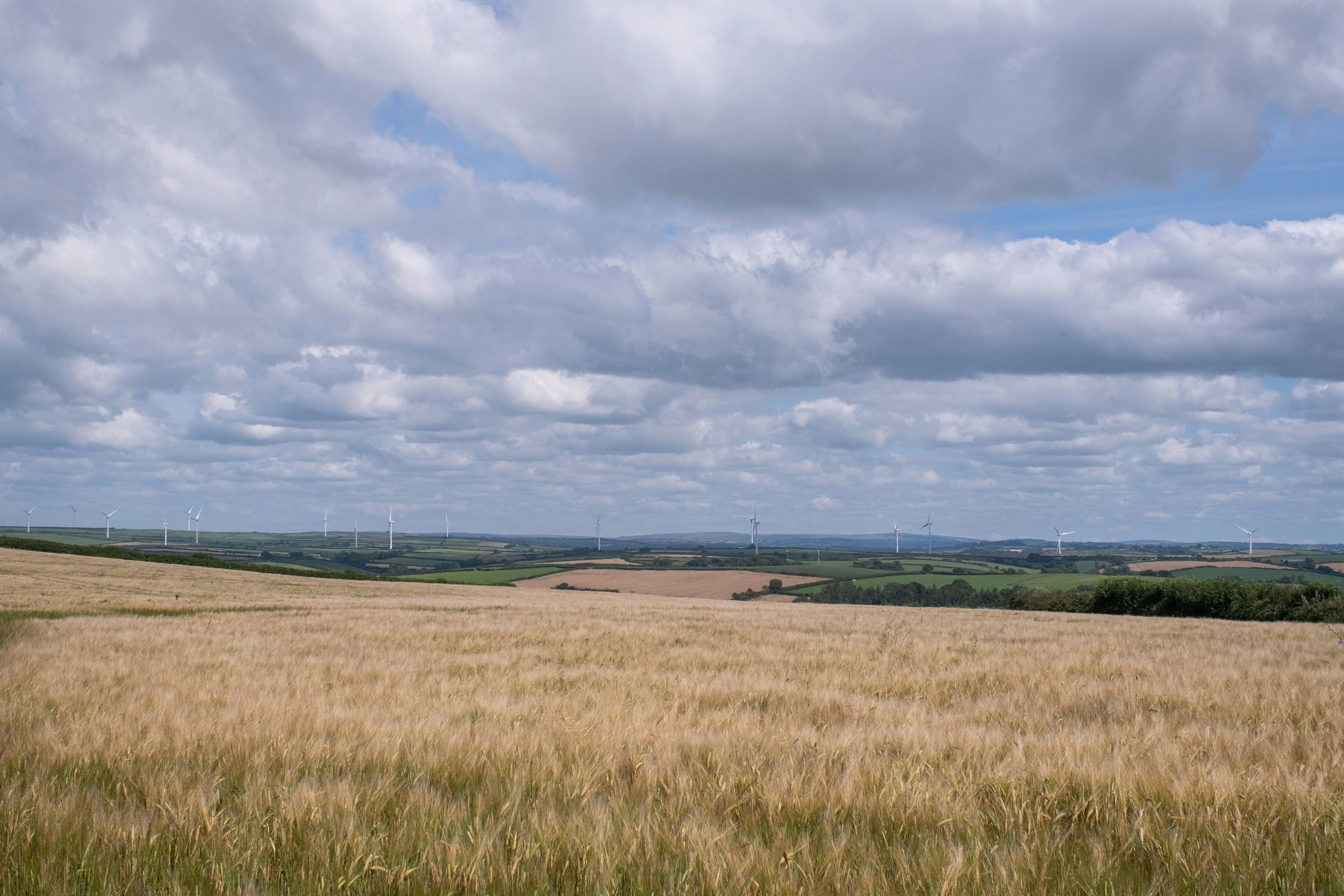 A large field of wheat under a cloudy sky