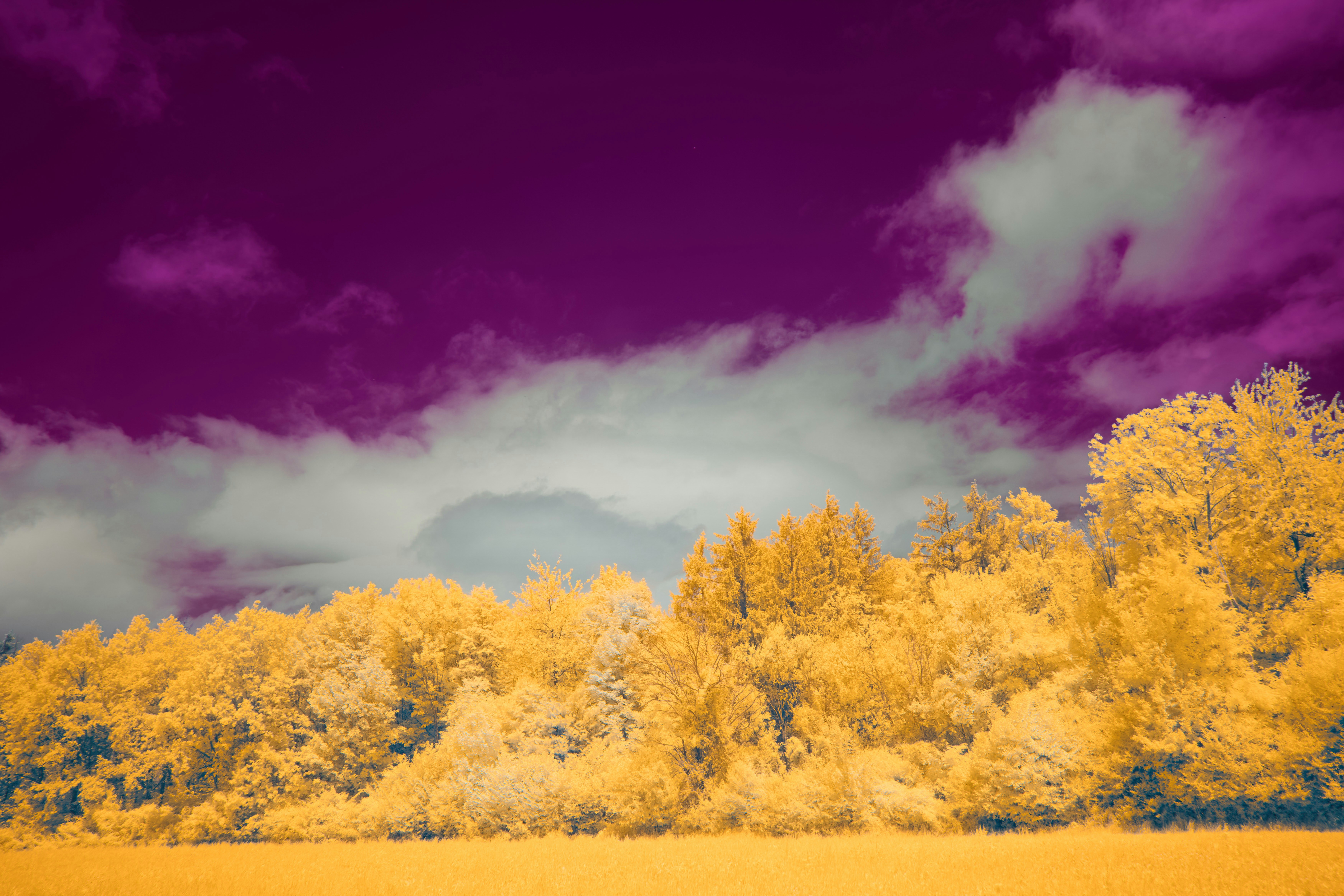 Photo by wolfgang_hasselmann