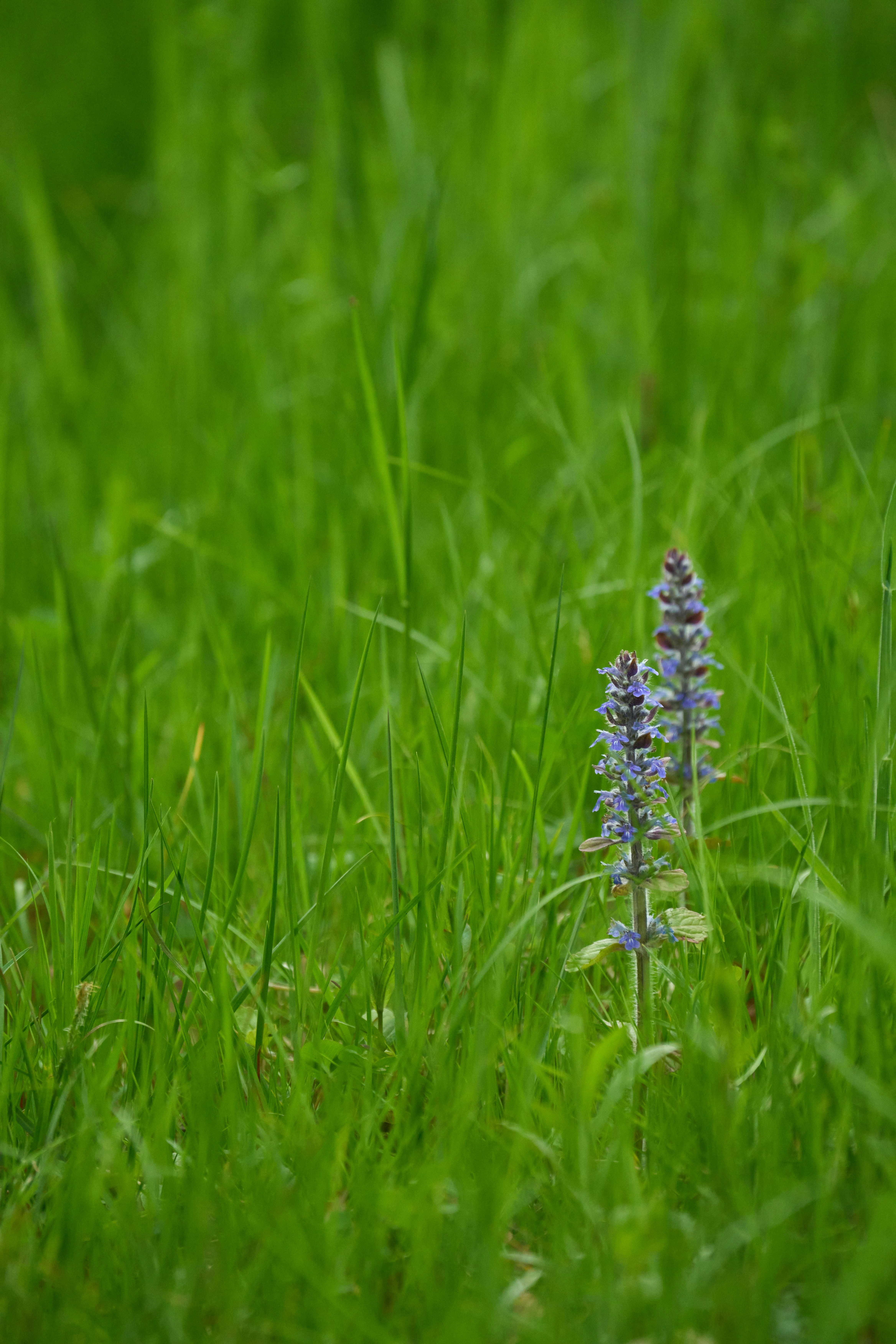 Photo by wolfgang_hasselmann