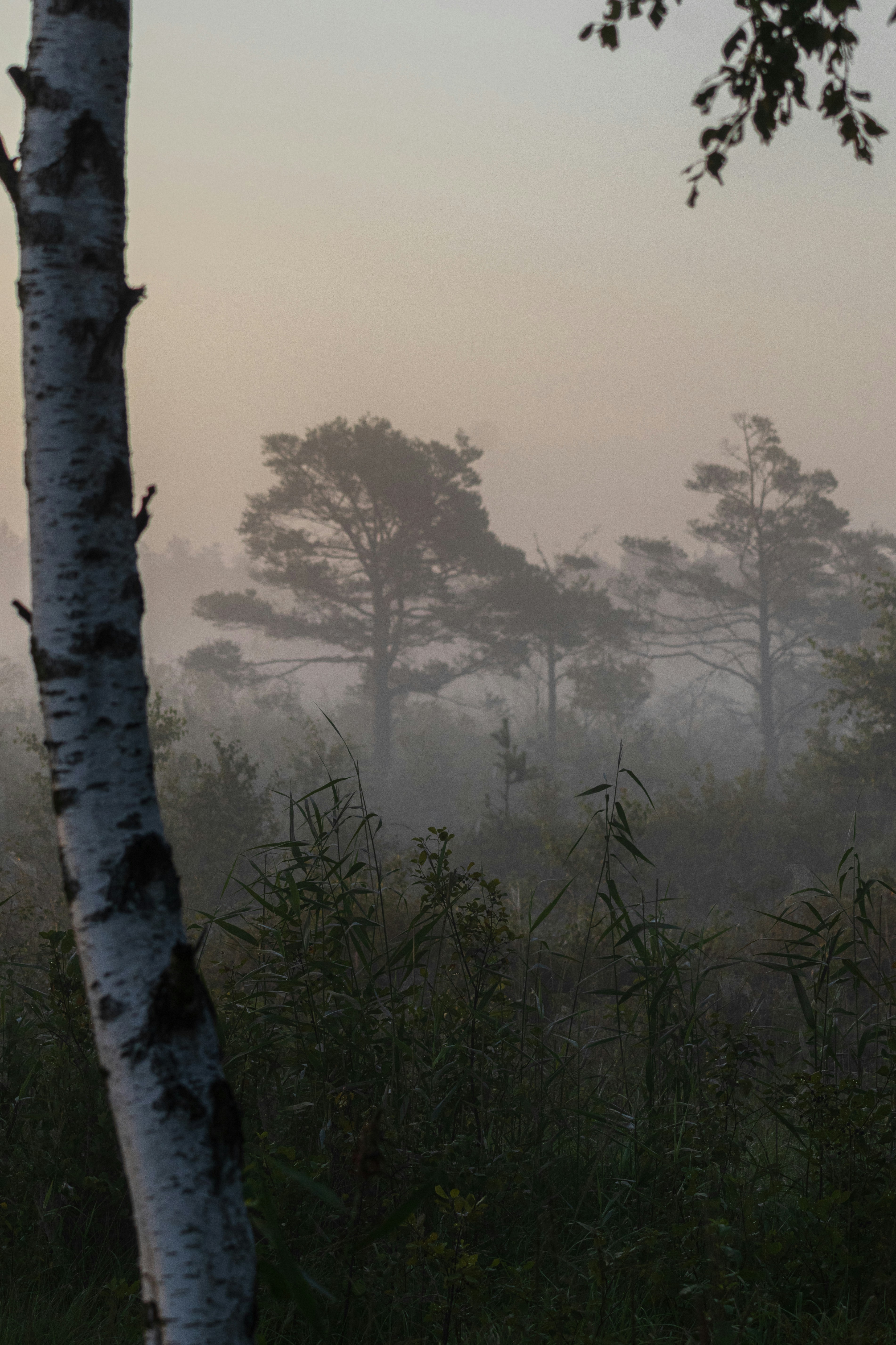 Una foresta nebbiosa piena di alberi