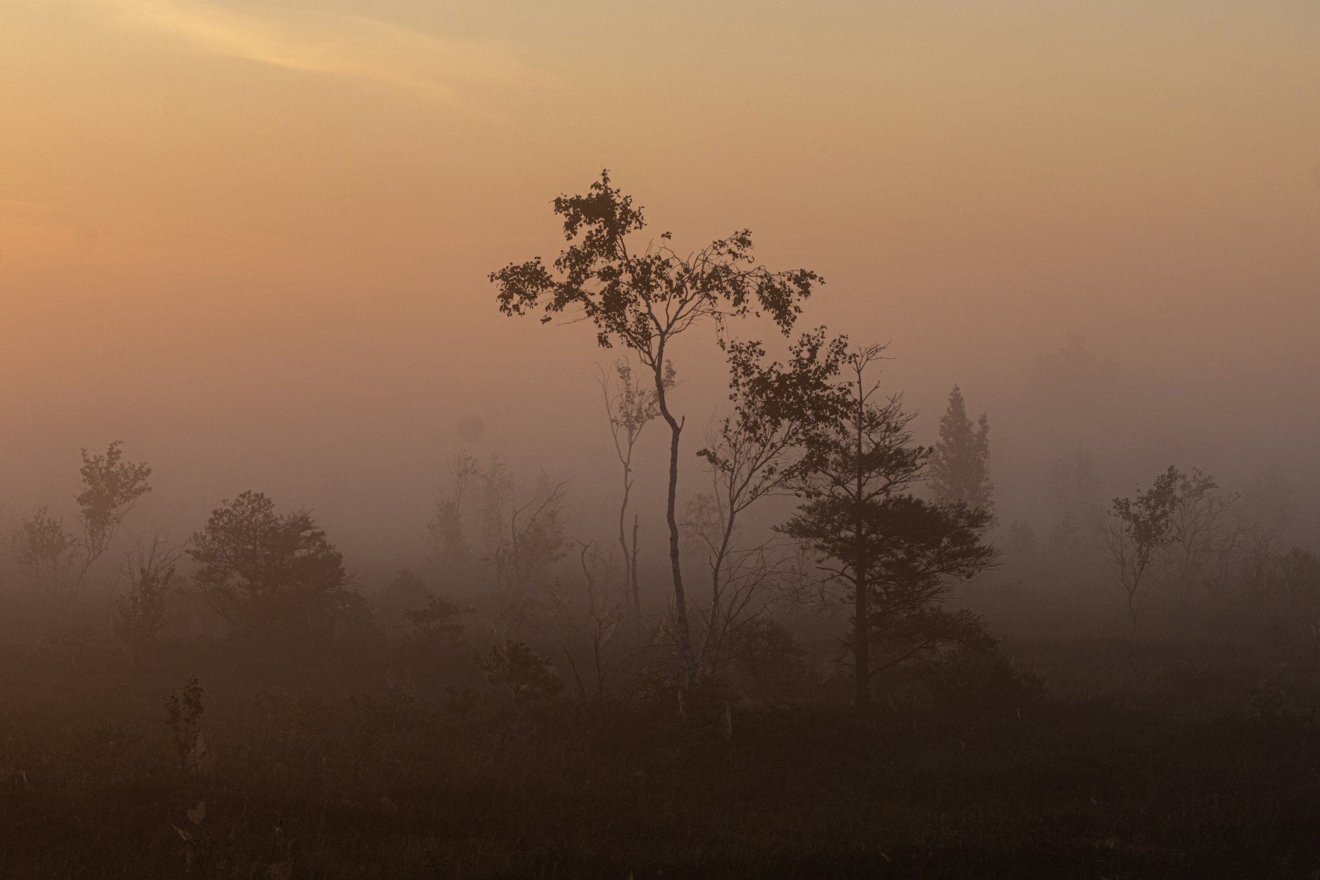 A foggy field with trees in the distance