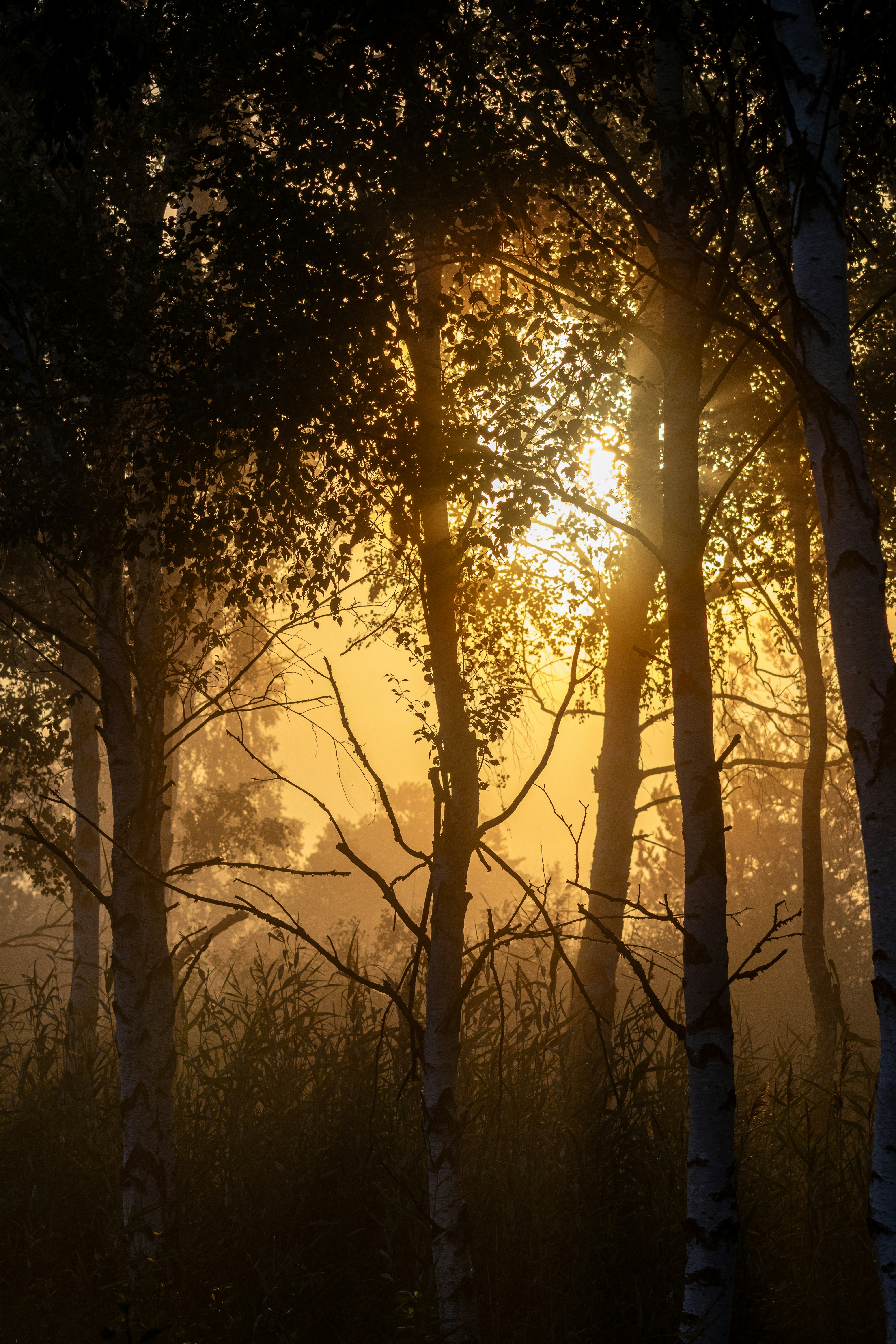 Le soleil brille à travers les arbres de la forêt