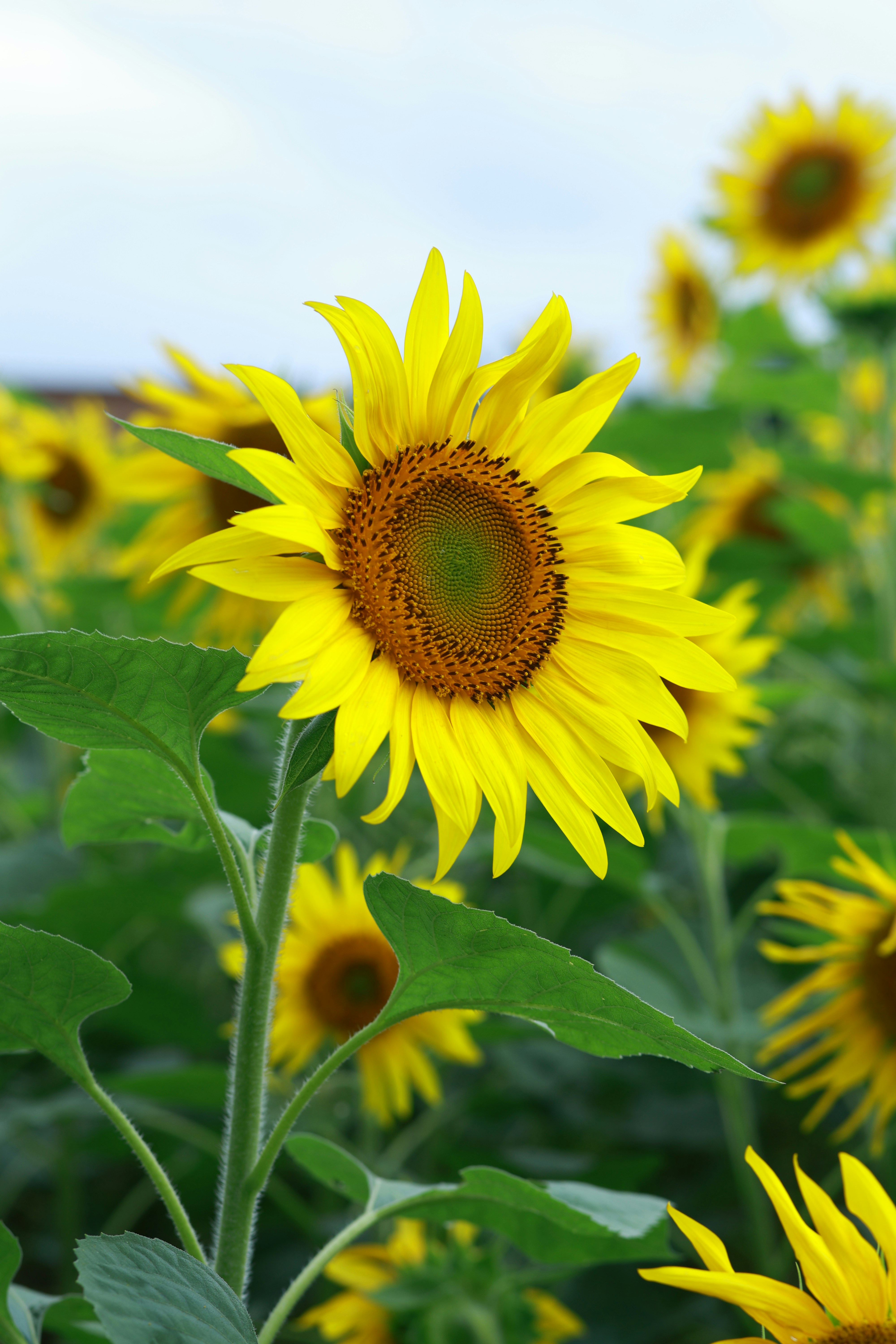 Photo by jishnunarayan0211