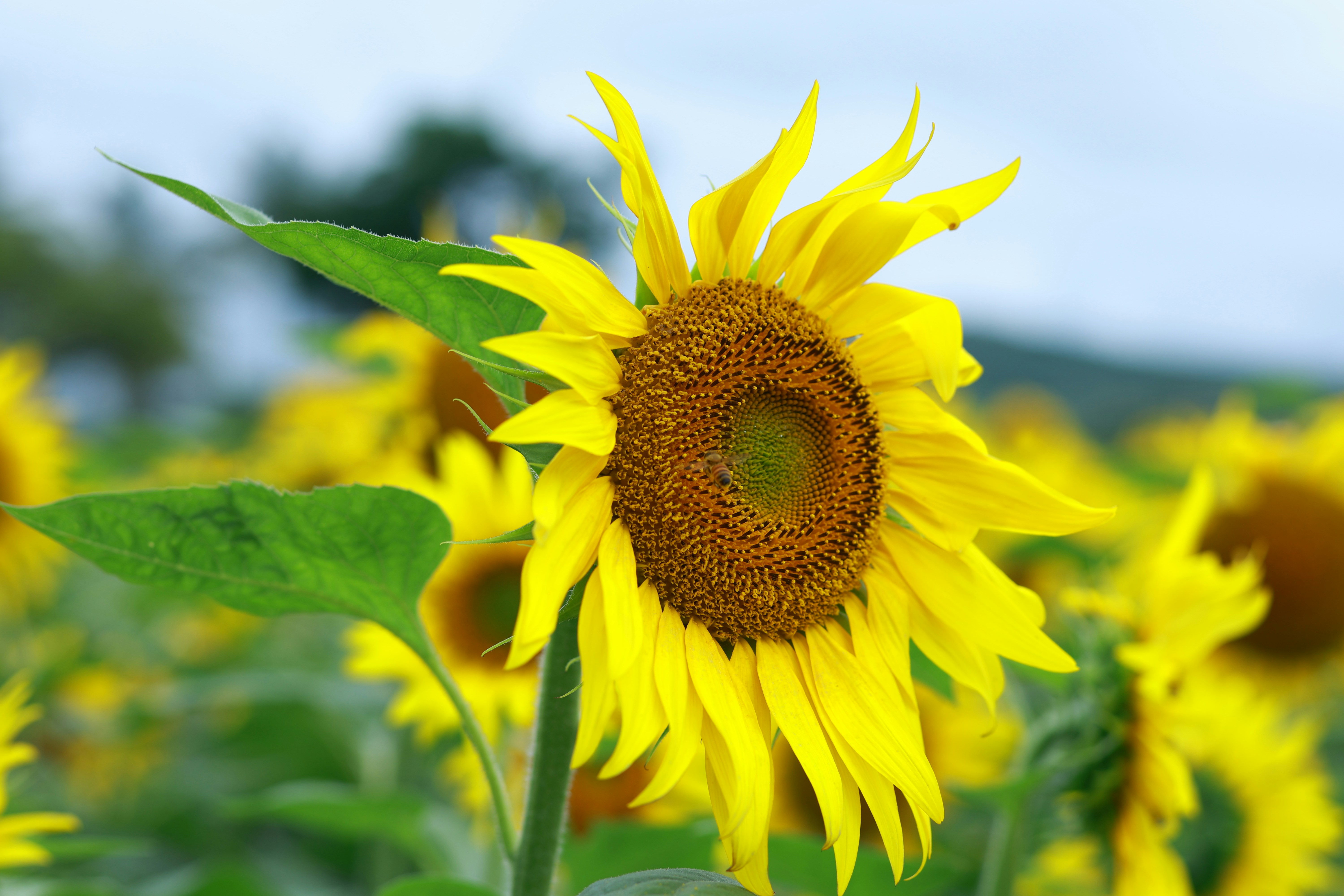 Photo by jishnunarayan0211