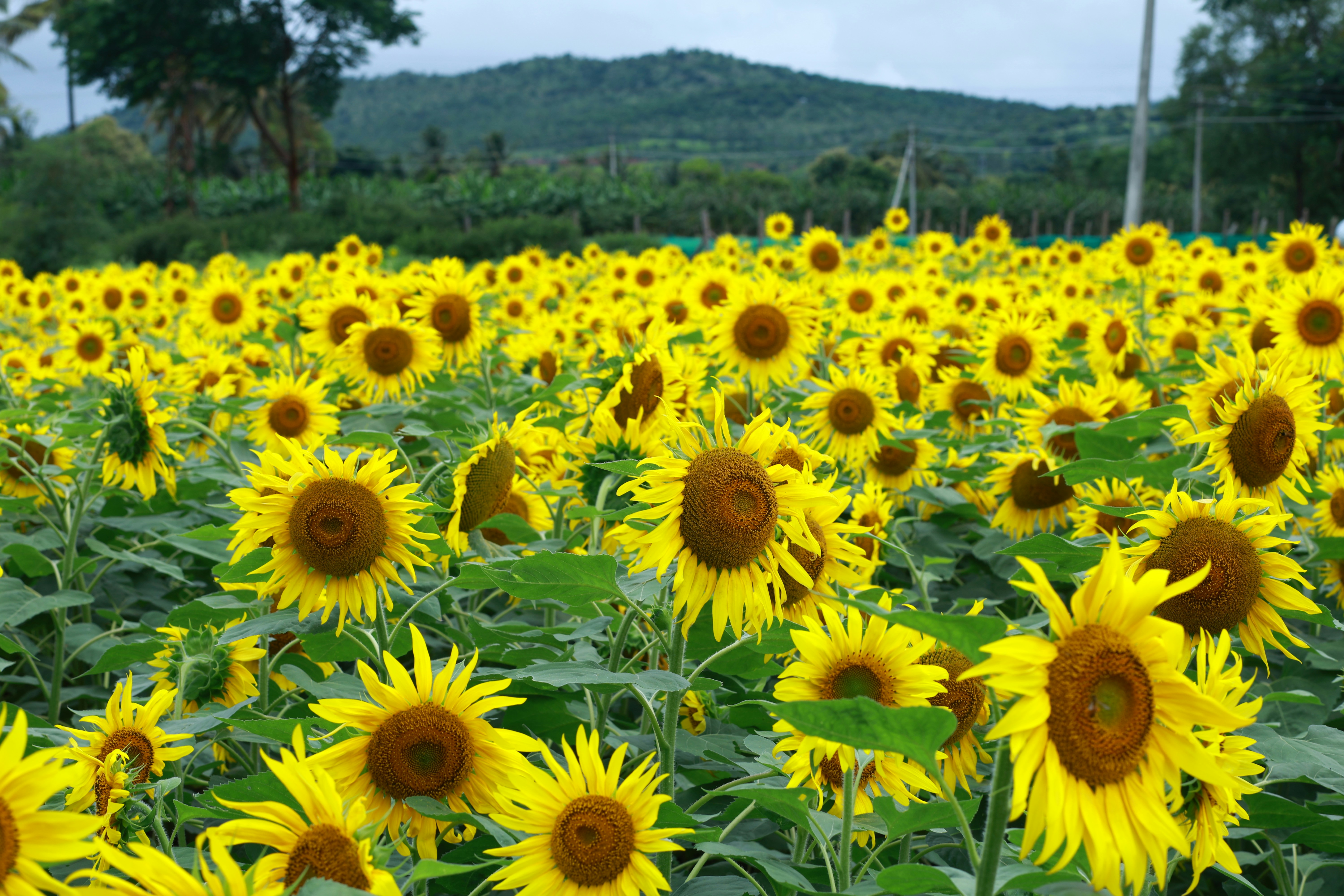 Photo by jishnunarayan0211