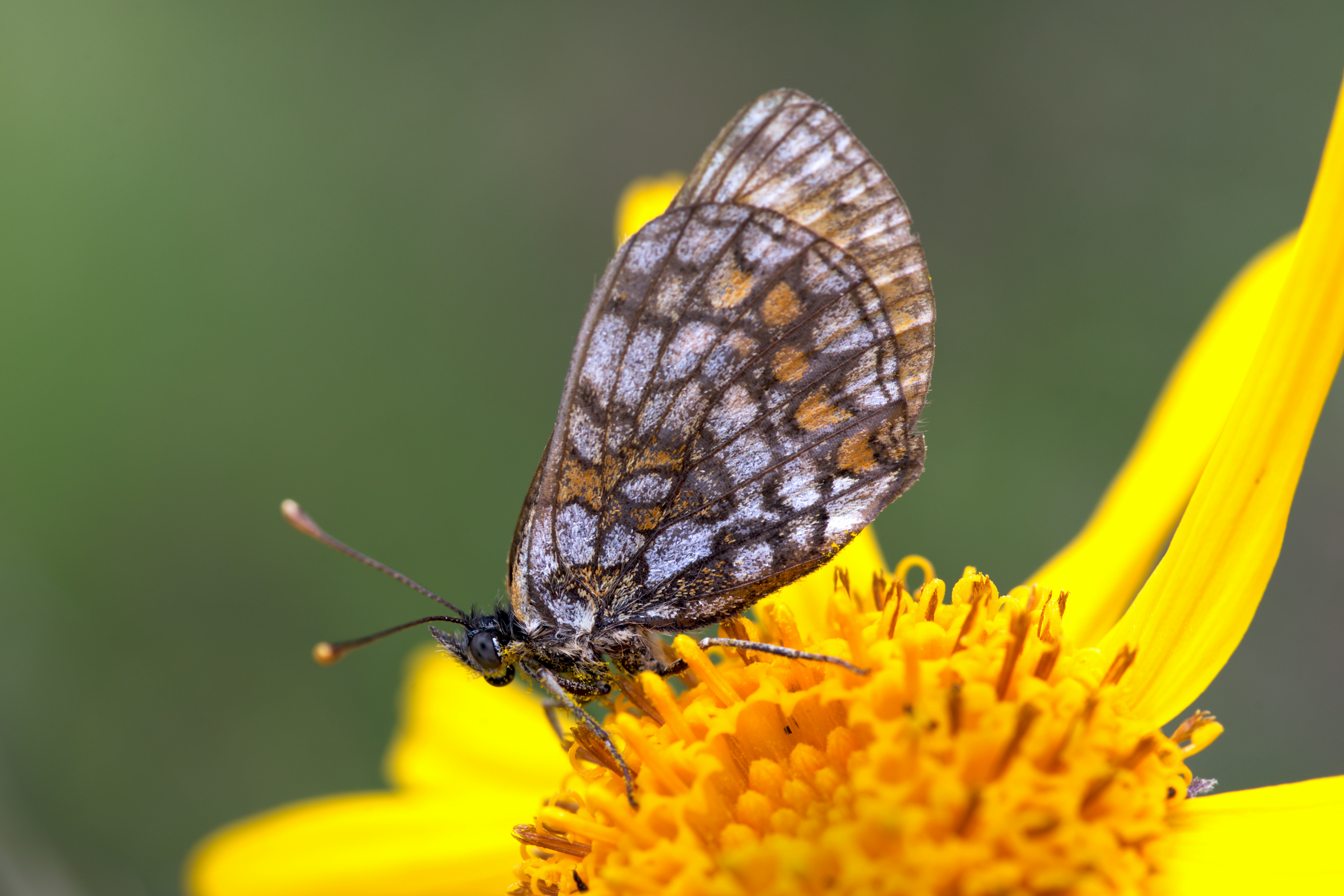 A close up of a butterfly on a flower