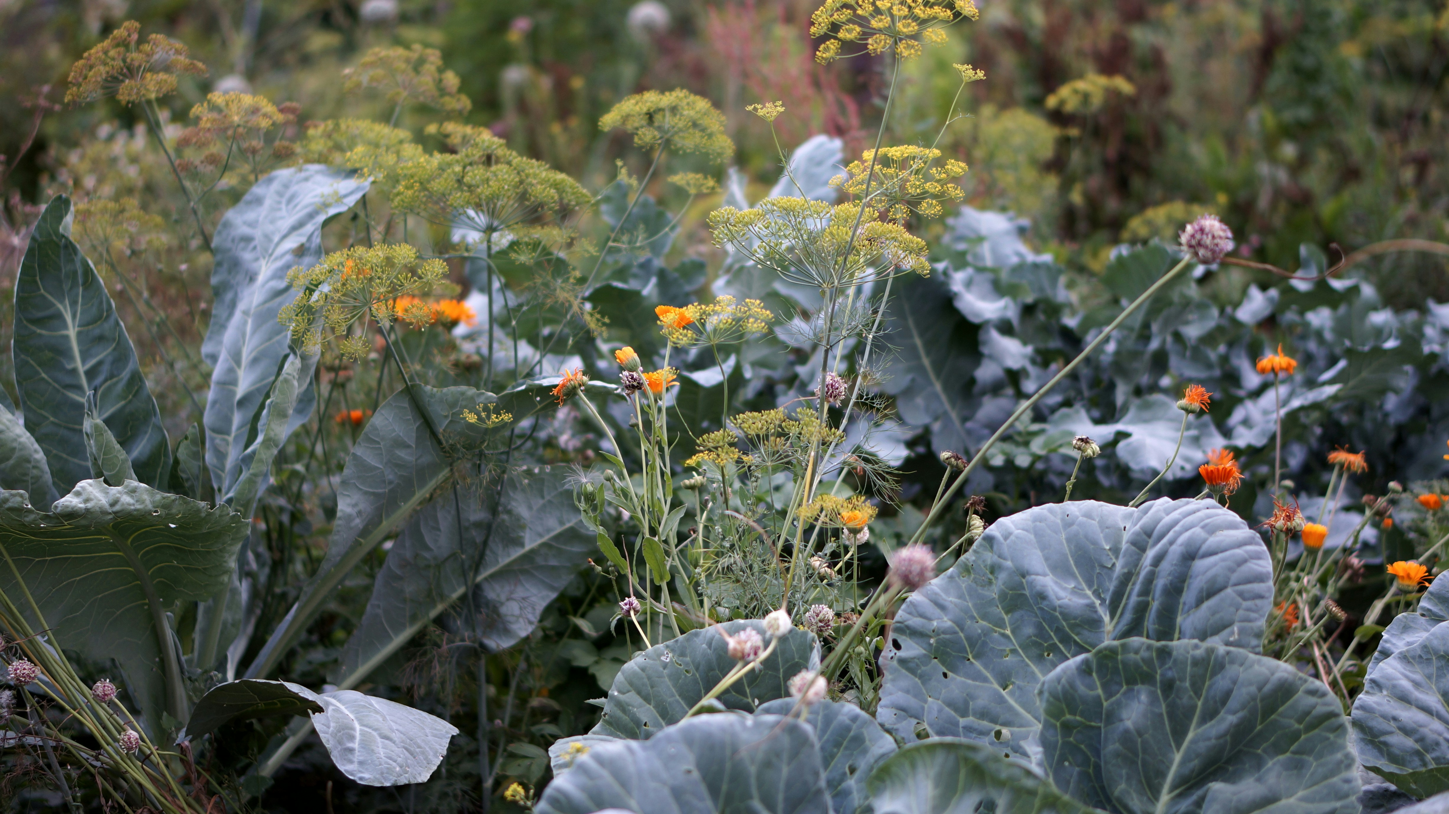 A variety of vegetables and herbs growing together in a garden bed.