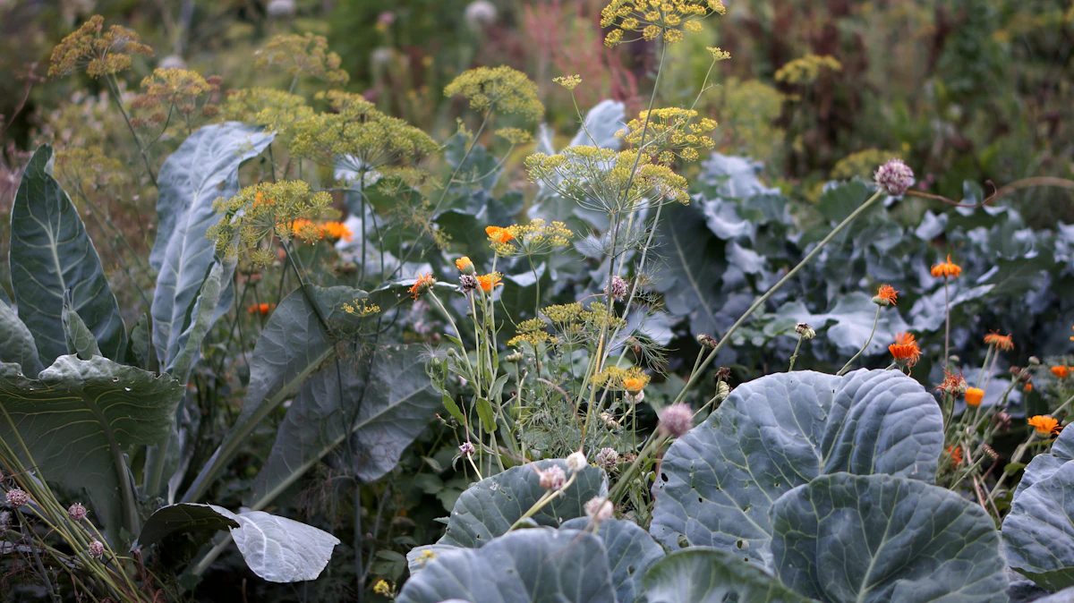 Companion Planting in Raised Beds: What We Grow Together and Why