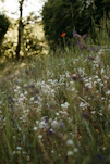 A field of wildflowers with trees in the background