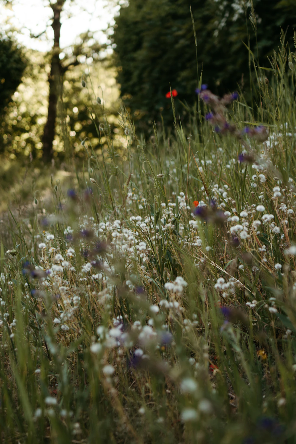 A calm countryside meadow filled with wild flowers growing naturally beneath distant trees