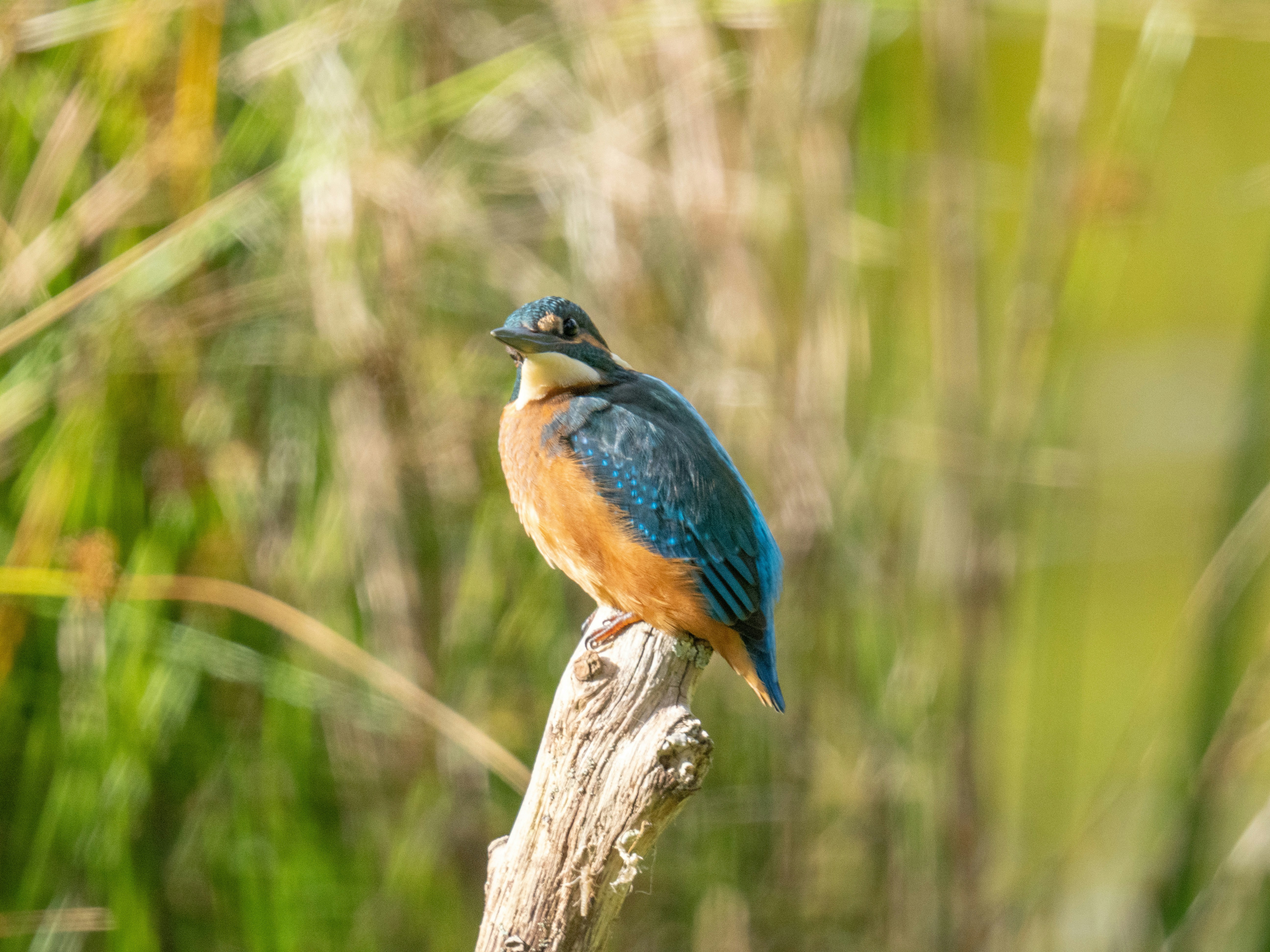 Photo by trustbattlerat