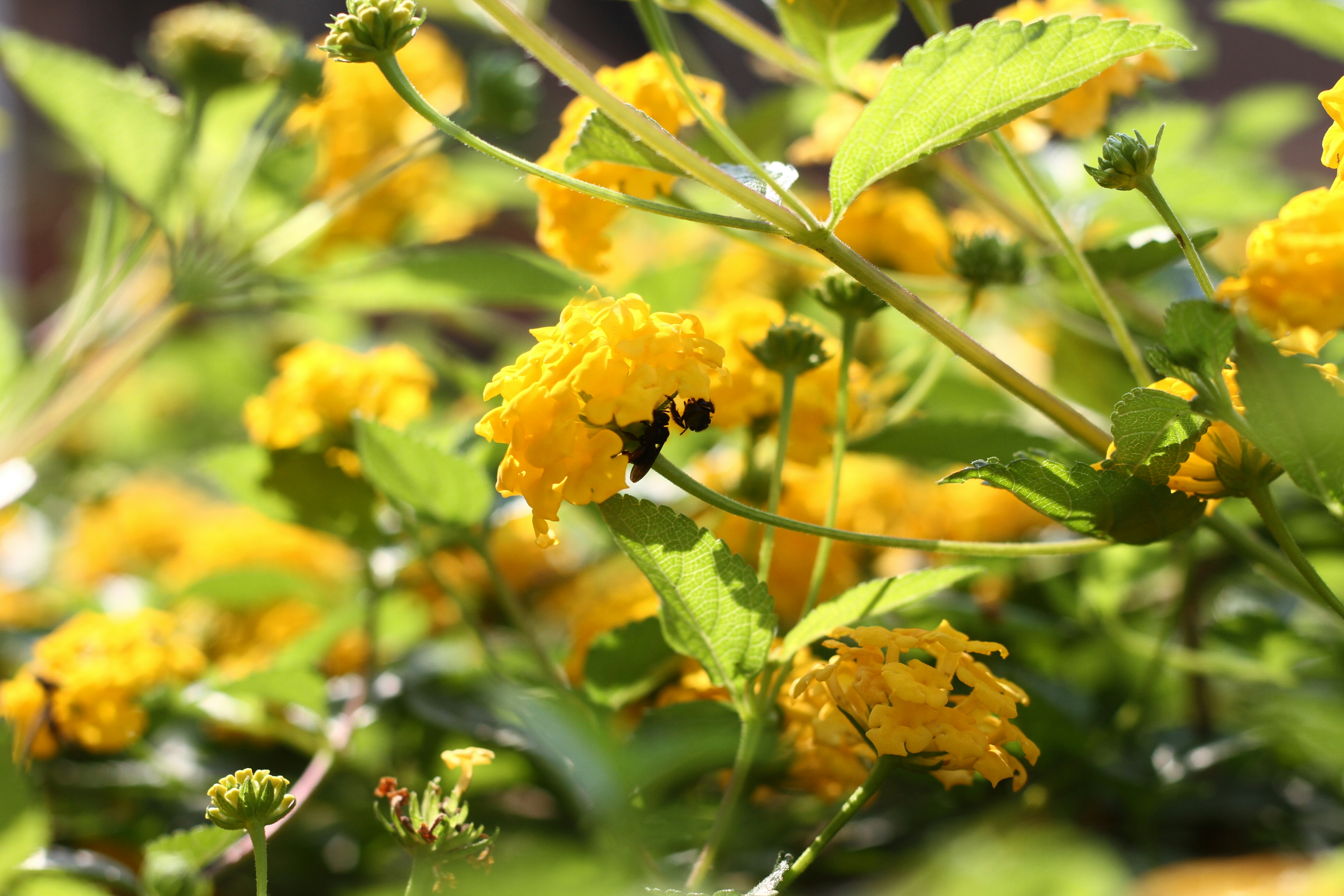 Photo by najoi_designer